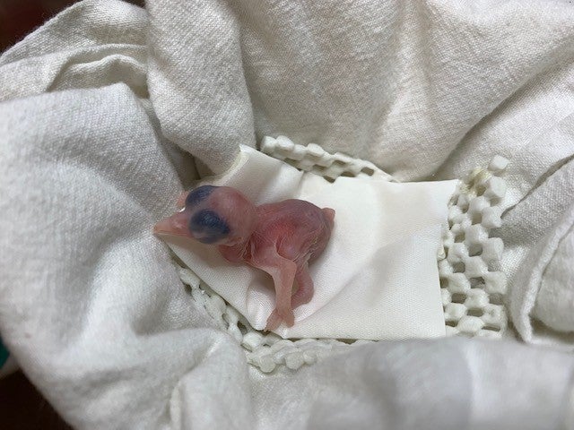 A 1-day-old, small, pink, featherless Guam kingfisher chick rests on cloths that have been placed in a small bowl