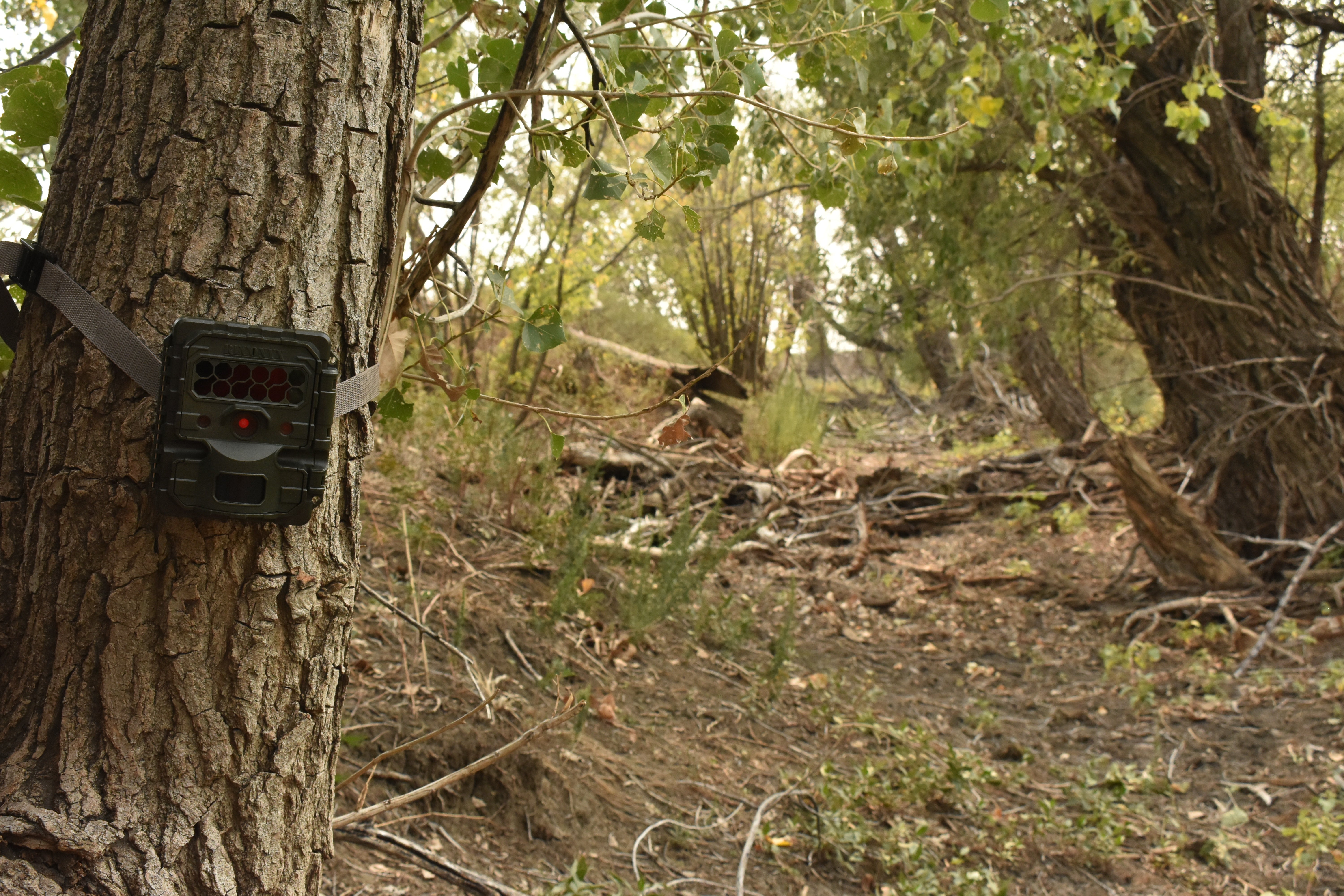 A camera trap attached to the trunk of a tree in an area with trees and shrubs in the Northern Great Plains