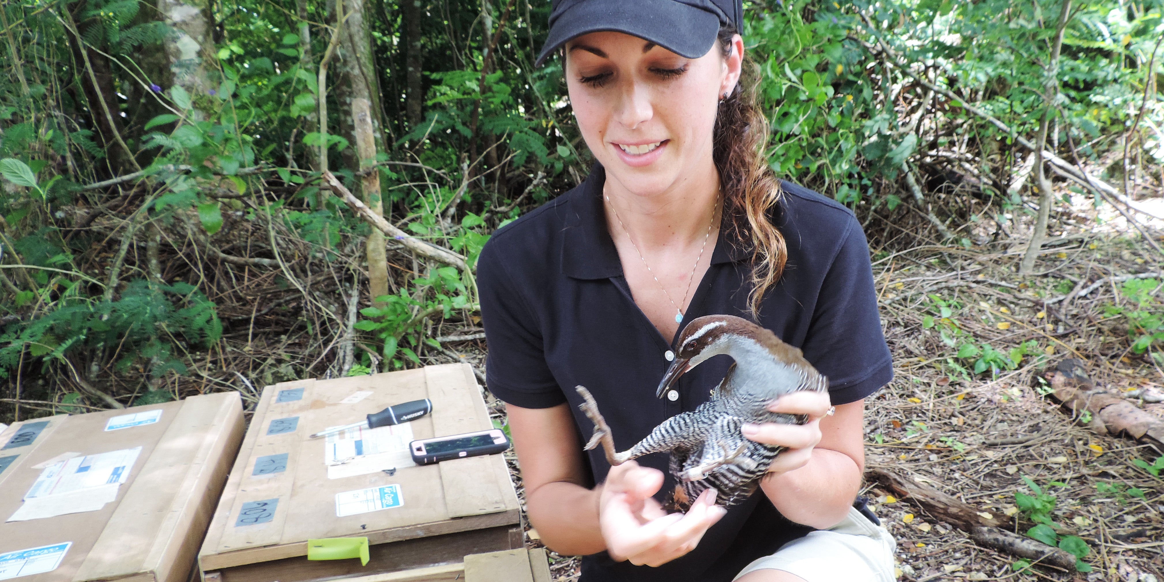 A researcher holds a Guam rail ready for release