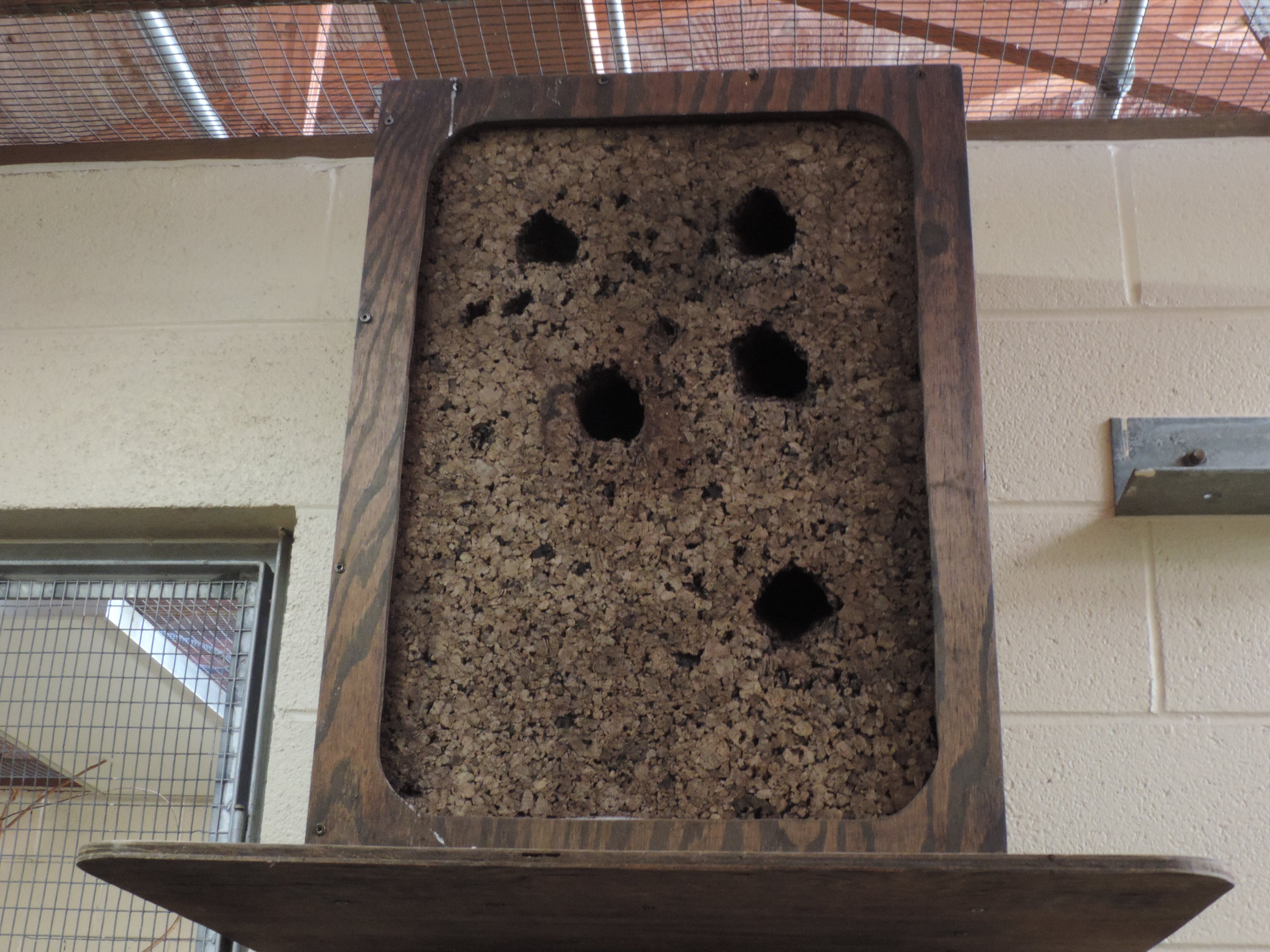A wooden-framed cork nest box with five holes where Guam kingfishers have excavated nesting sites.