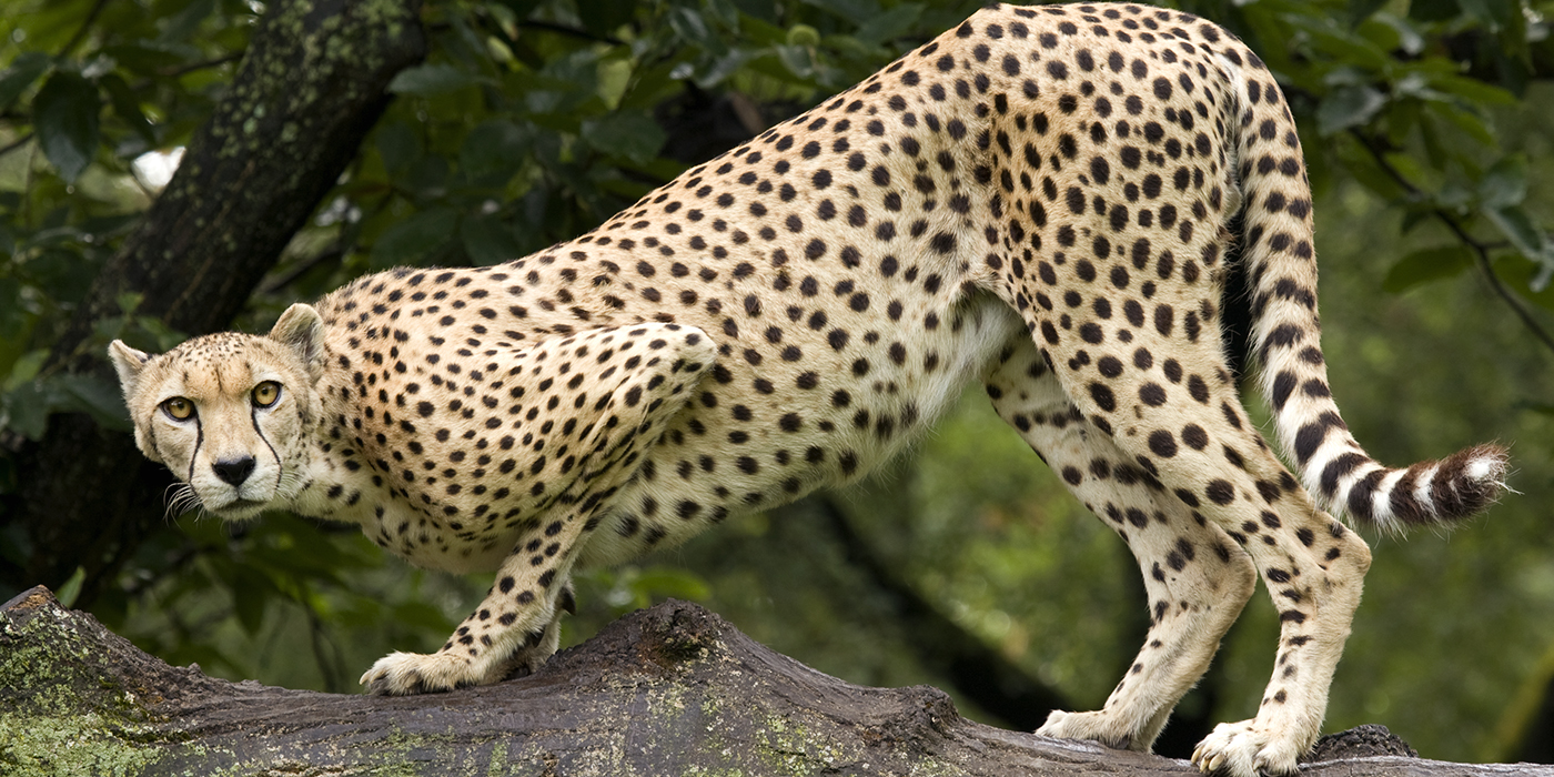 Carnivores | Smithsonian's National Zoo