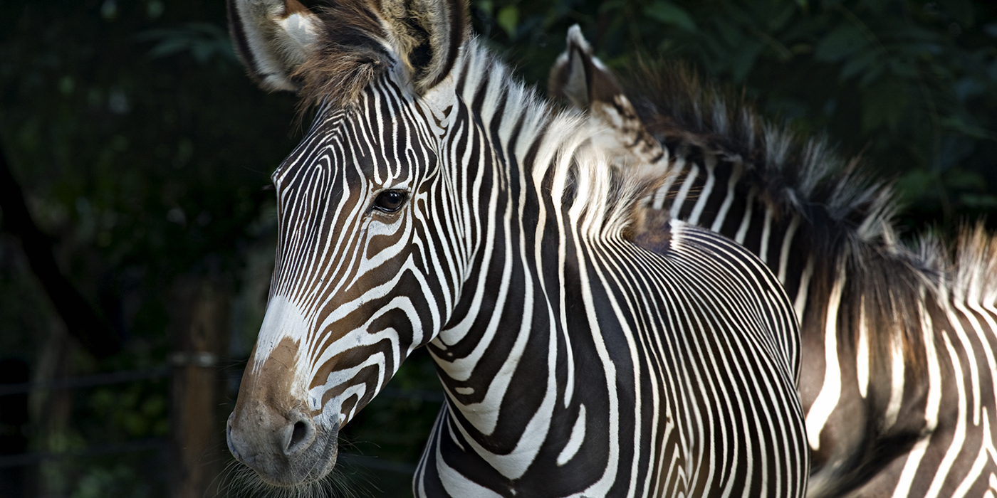 grevy's zebra