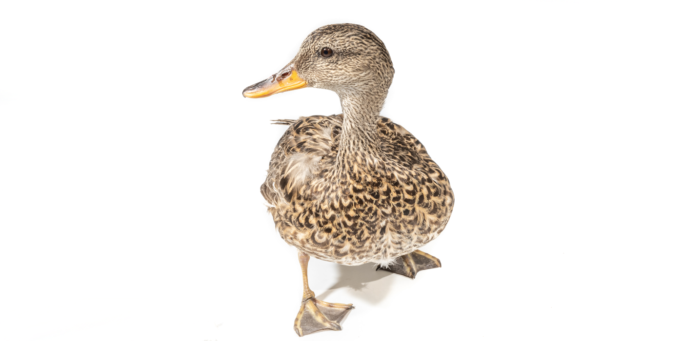 Front shot of a female gadwall, a duck with brown-patterned plumage.