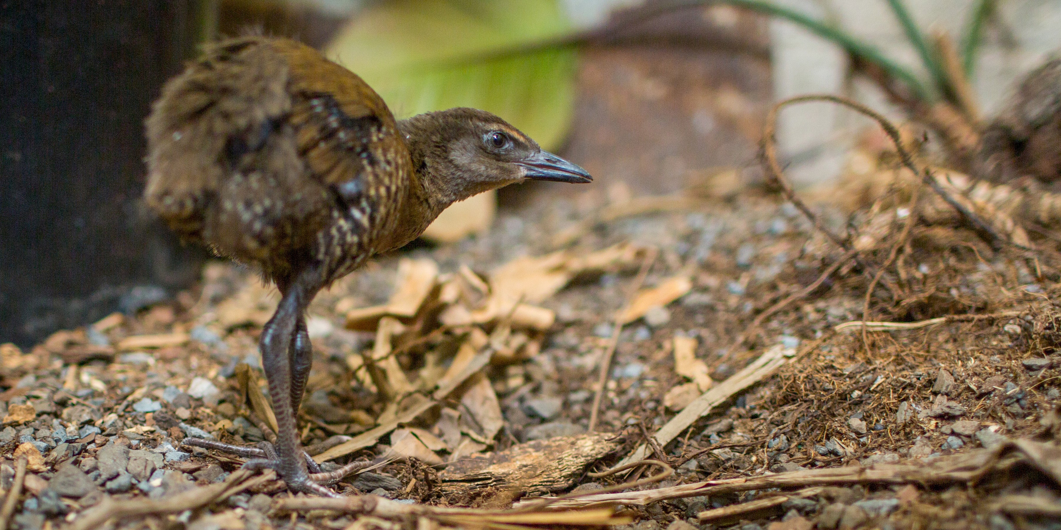Guam rail chick at the Smithsonian Conservation Biology Institute