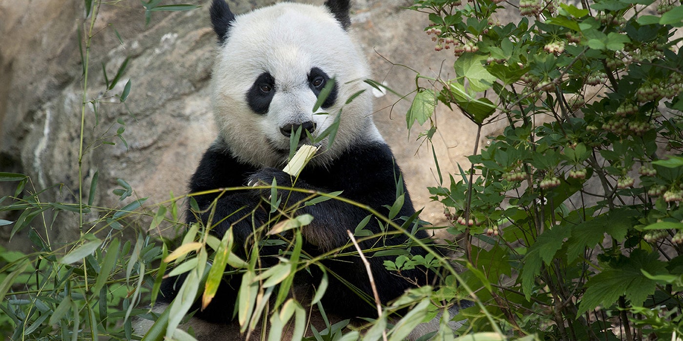 panda munching on bamboo