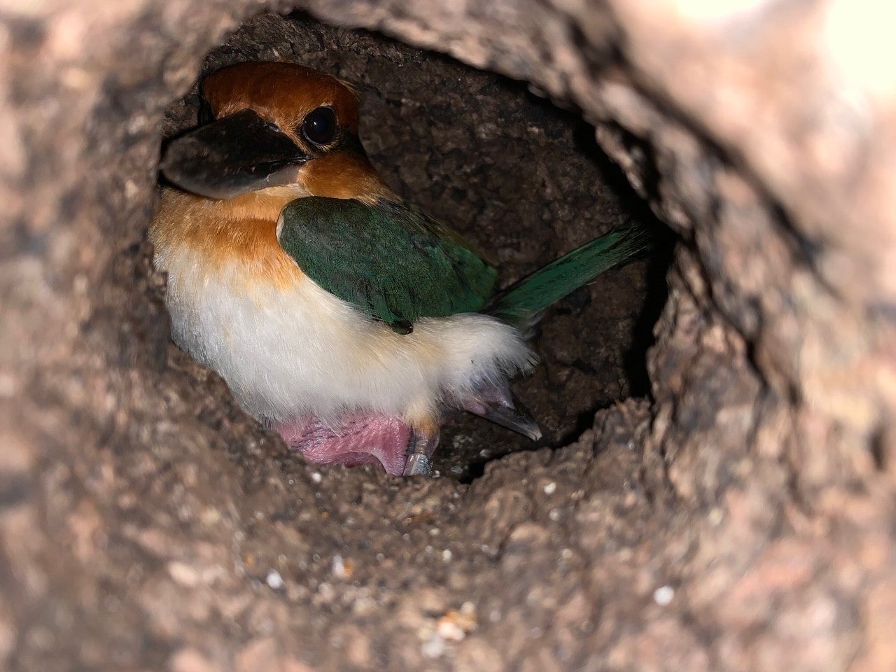 A small bird, called a Guam kingfisher, with a large bill and colorful feathers incubates its recently hatched chick inside a small nest cavity excavated in a cork nesting box.