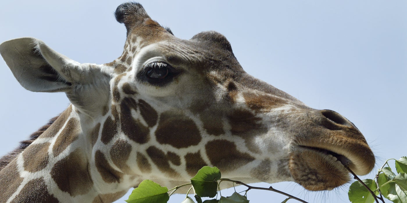A giraffe eating a leaf