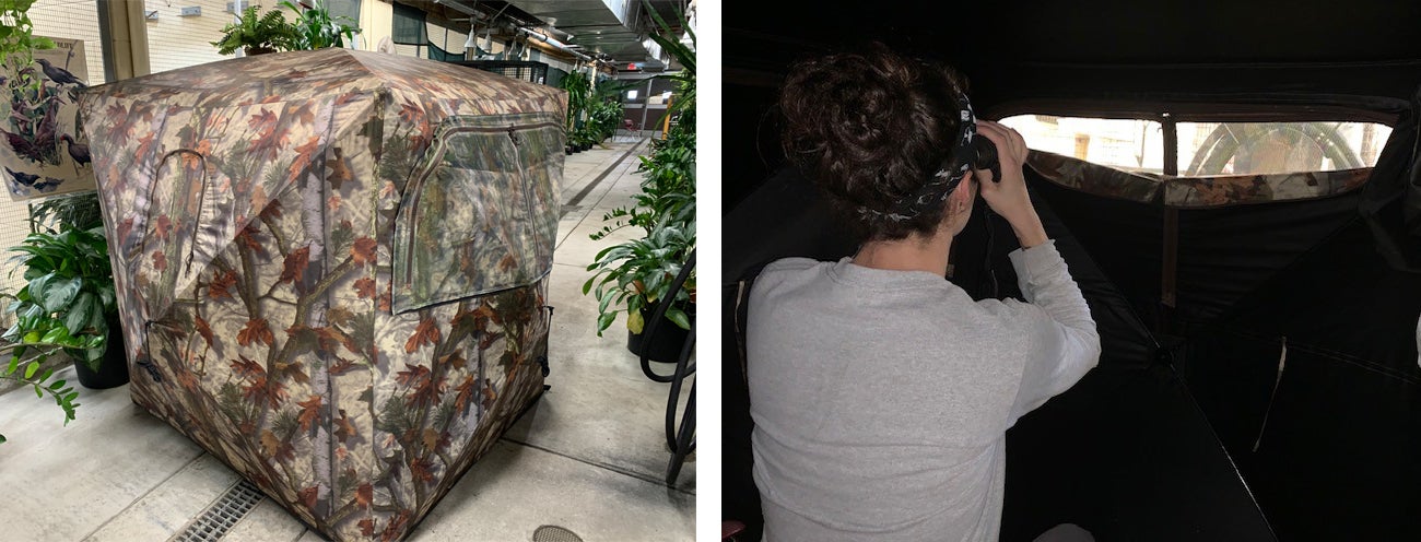 On the left is a photo of a cube-shaped, camouflage tent. On the right, is keeper Erica Royer inside the tent, using a pair of binoculars to look through a small opening in the tent to observe Guam kingfisher interactions.