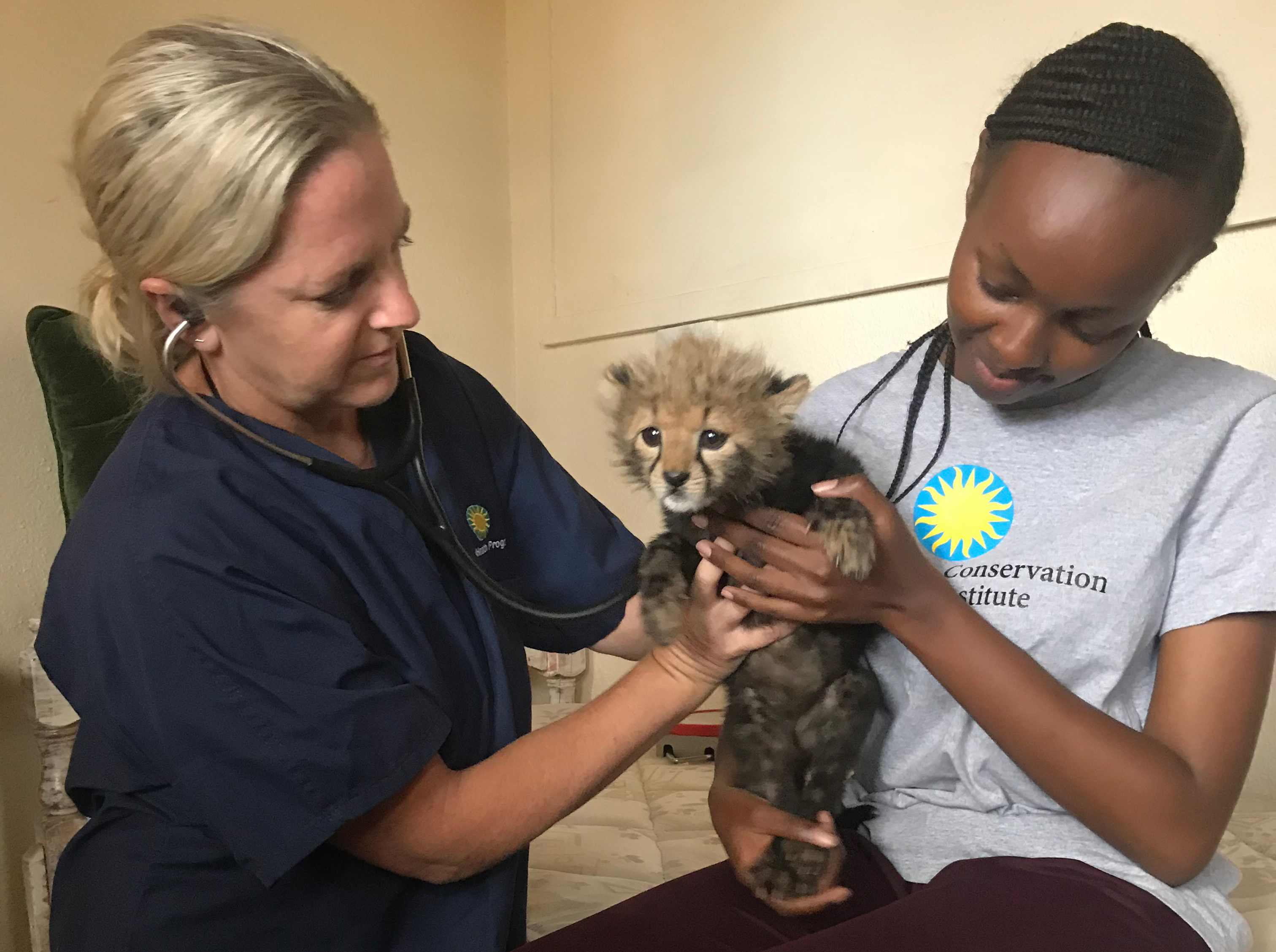 Two wildlife veterinarians with Global Health Program examine a cheetah cub in Kenya