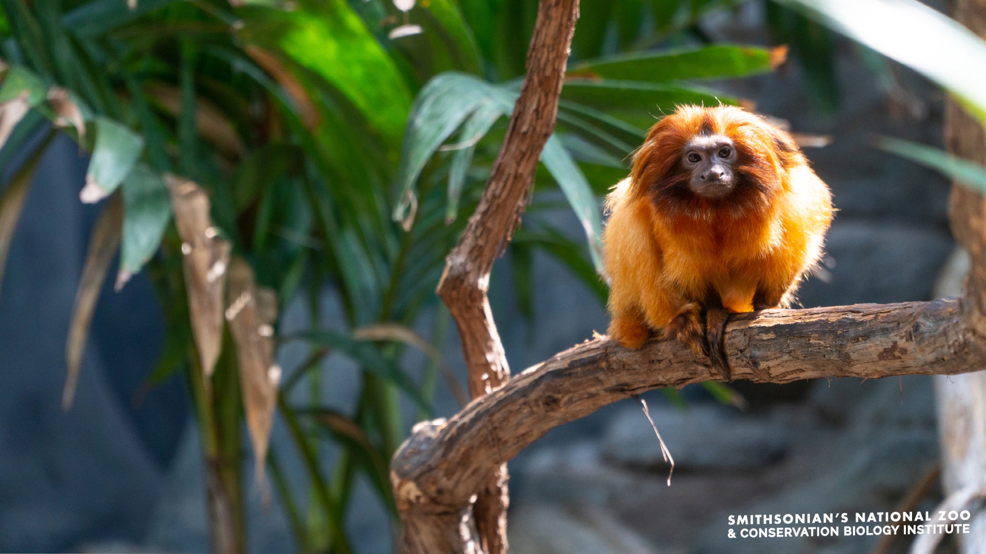 A small monkey, called golden lion tamarin, perched on a tree branch
