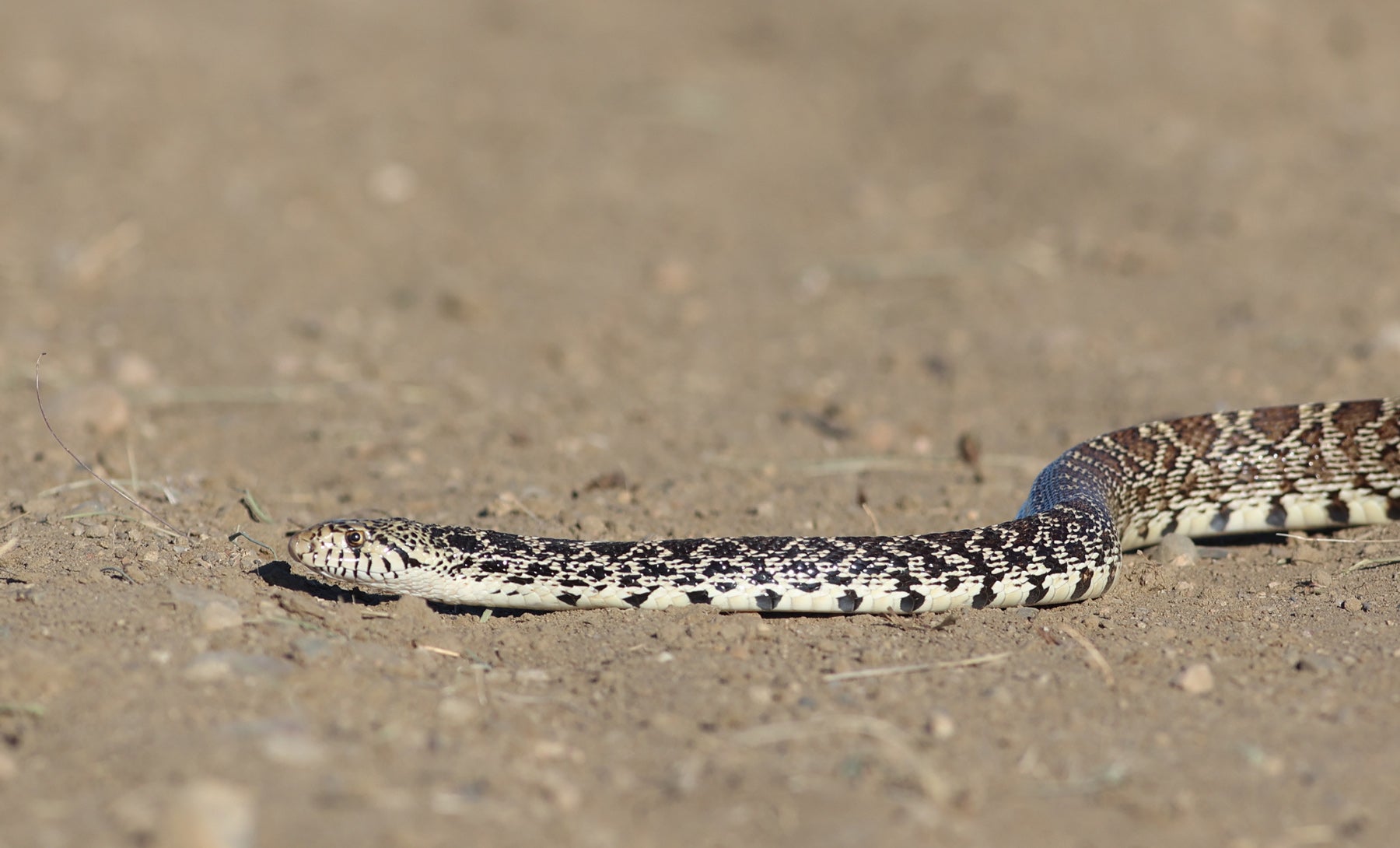 A gopher snake slithering across a dirt road in Phillips County, Montana