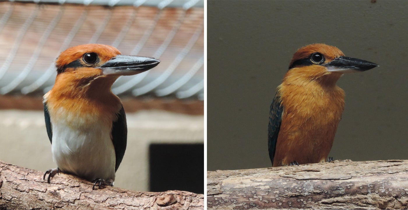 On the left is female Guam kingfisher Giha. On the right is male Guam kingfisher Animu. Both birds are perched on tree branches and have long, flattened bills, round eyes and small, feathered bodies.