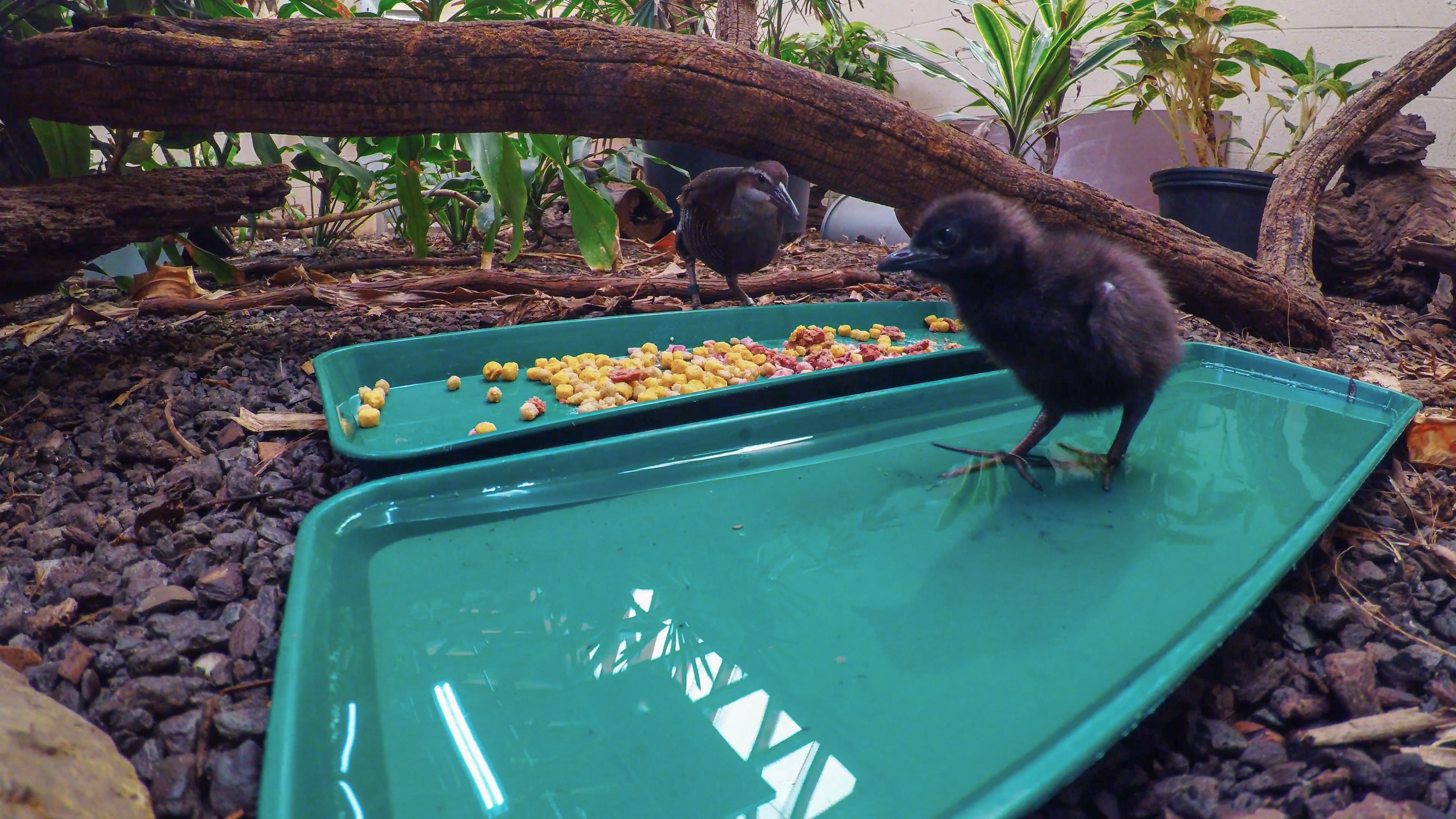 Guam rail chicks at the Smithsonian Conservation Biology Institute