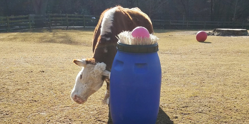 enrichment toys for zoo animals