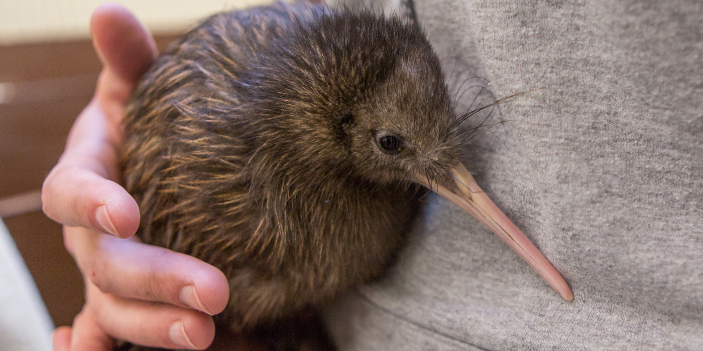 Keeping Up With The Kiwi Smithsonian s National Zoo And Conservation 