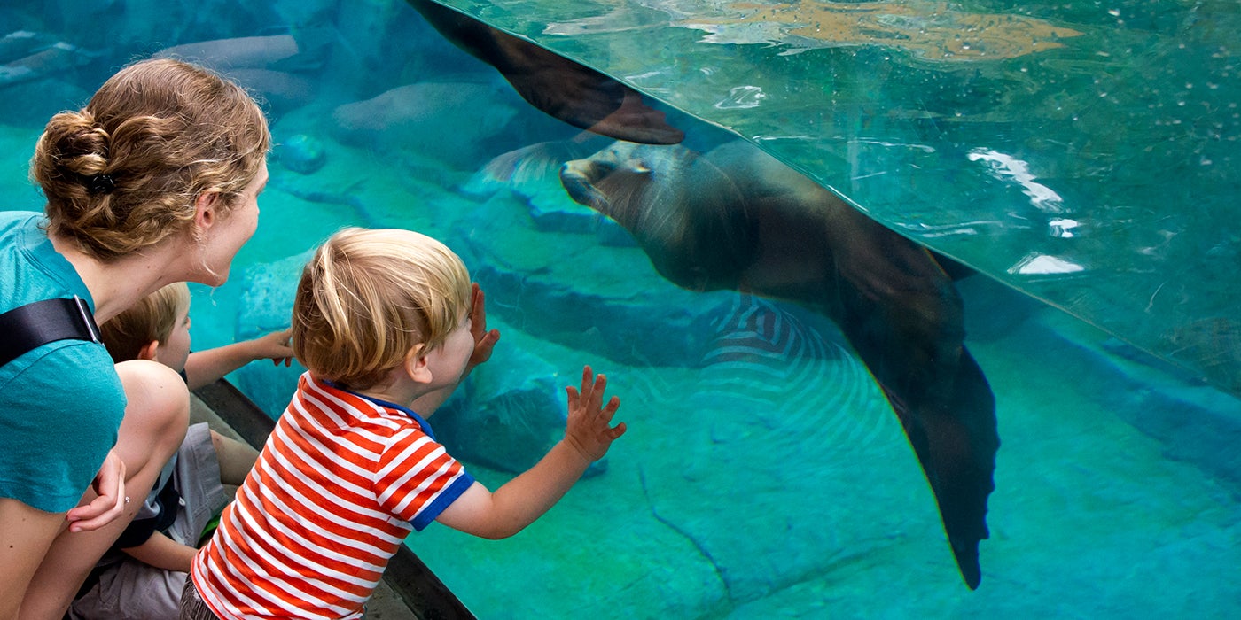 a boy and a woman touch the glass of a tank as a seal swims by