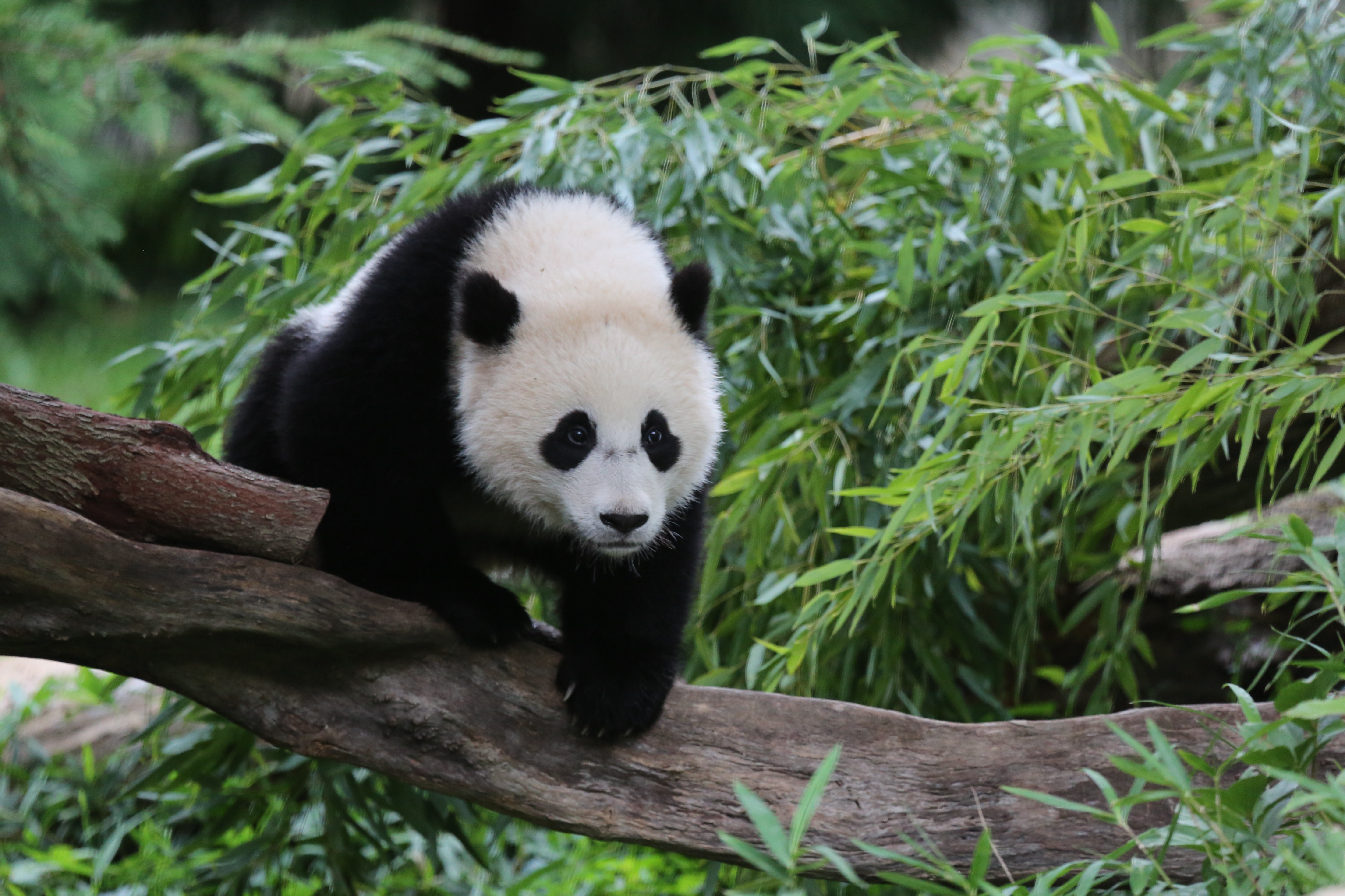 Washington's National Zoo says bye bye to beloved giant pandas