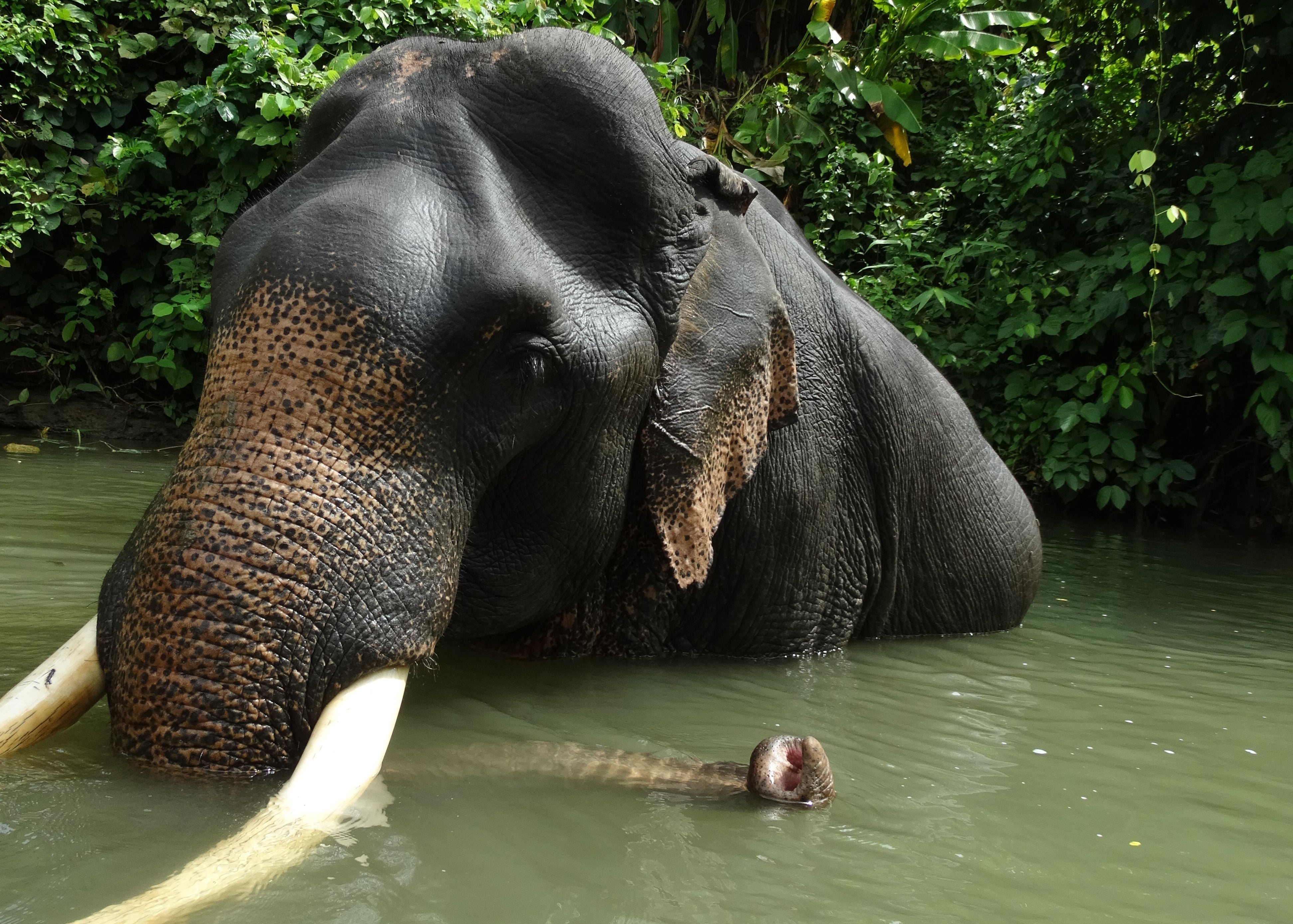 An Asian elephant in the water in Myanmar