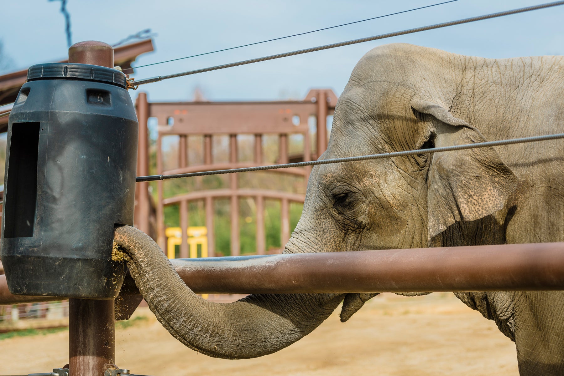 Asian elephant Maharani forages for hay from an enrichment feeder. 