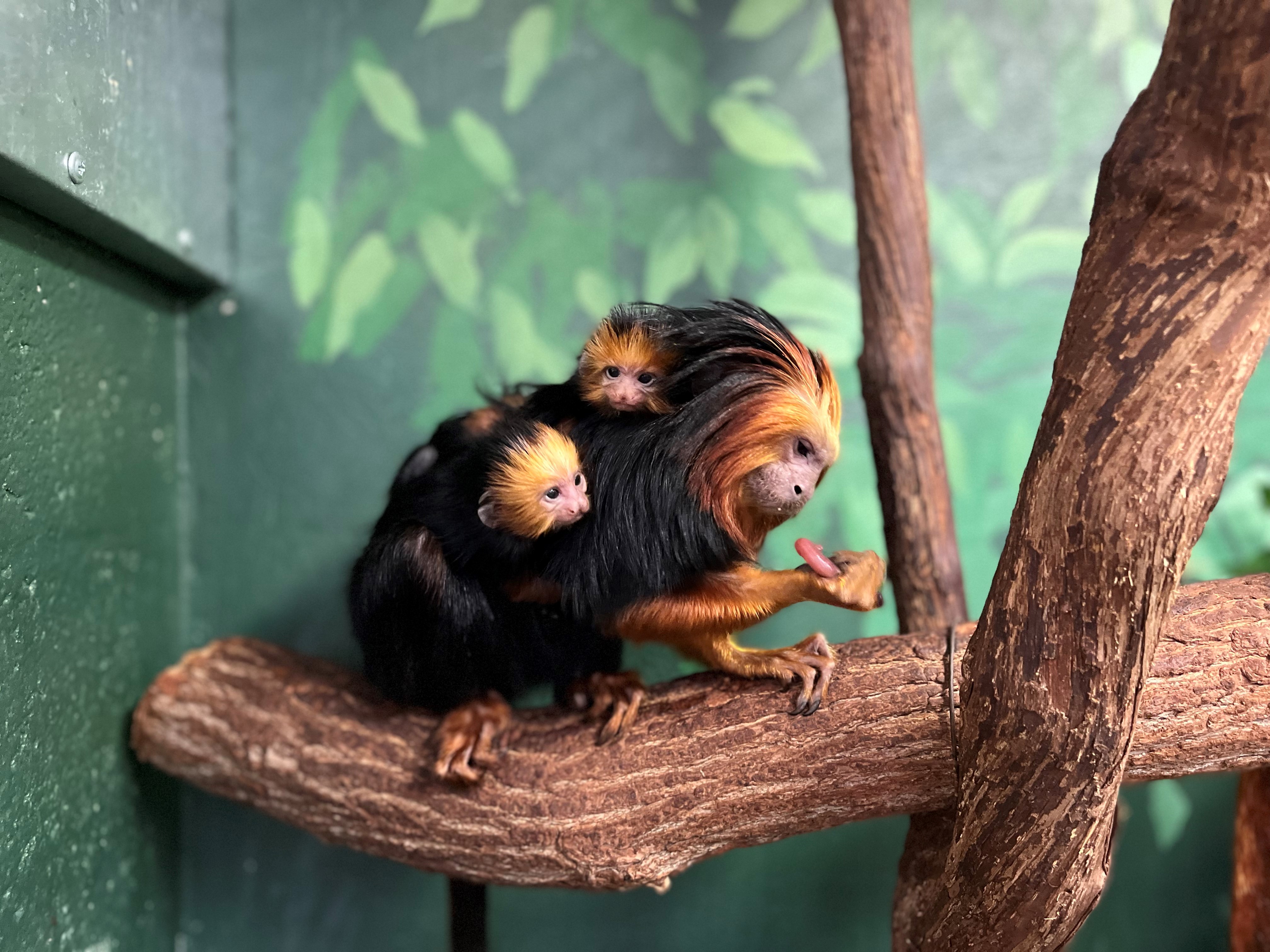 Golden Lion Tamarin • Brandywine Zoo