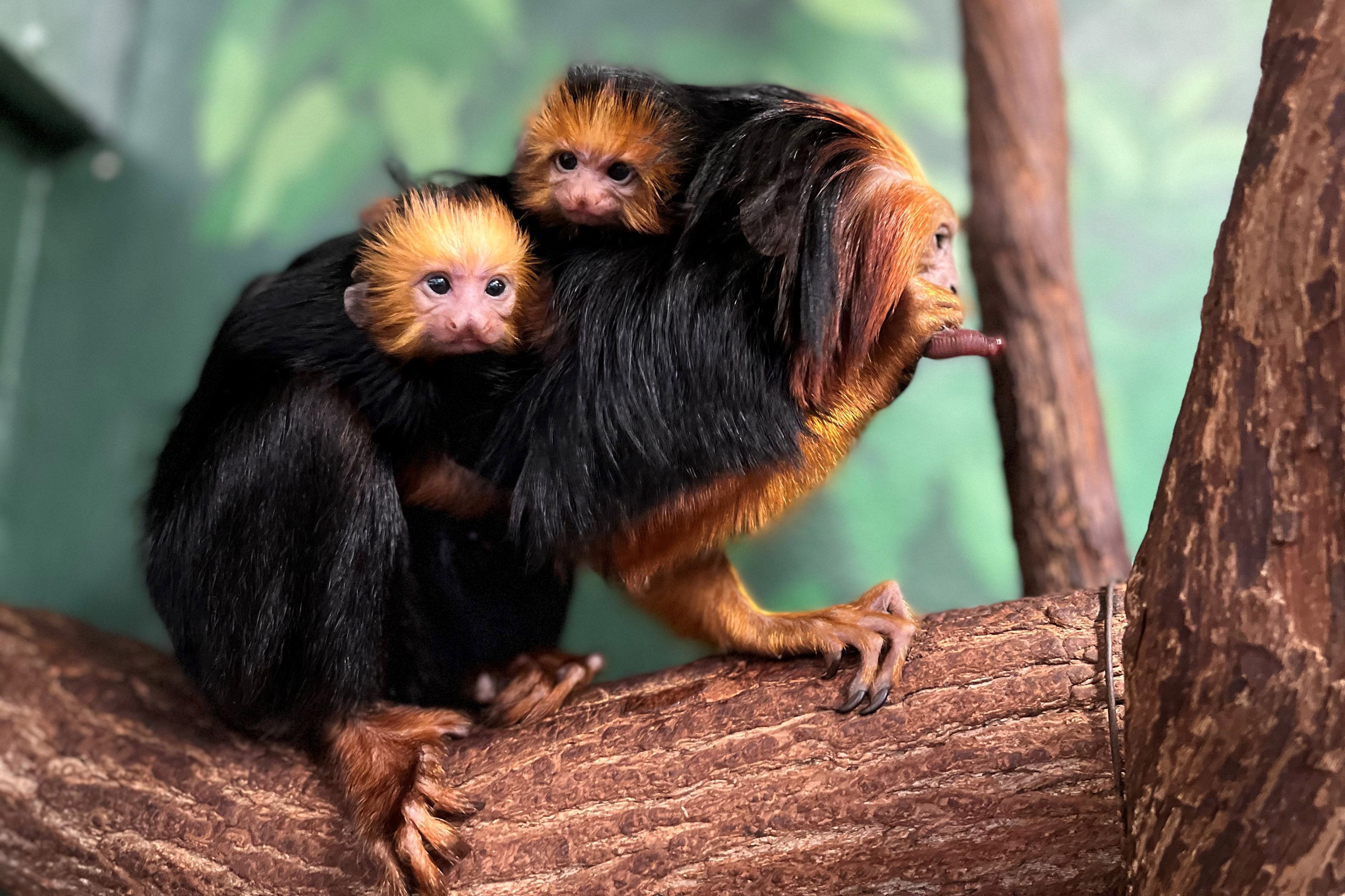 Meet Our Golden-Headed Lion Tamarin Twins | Smithsonian's National Zoo