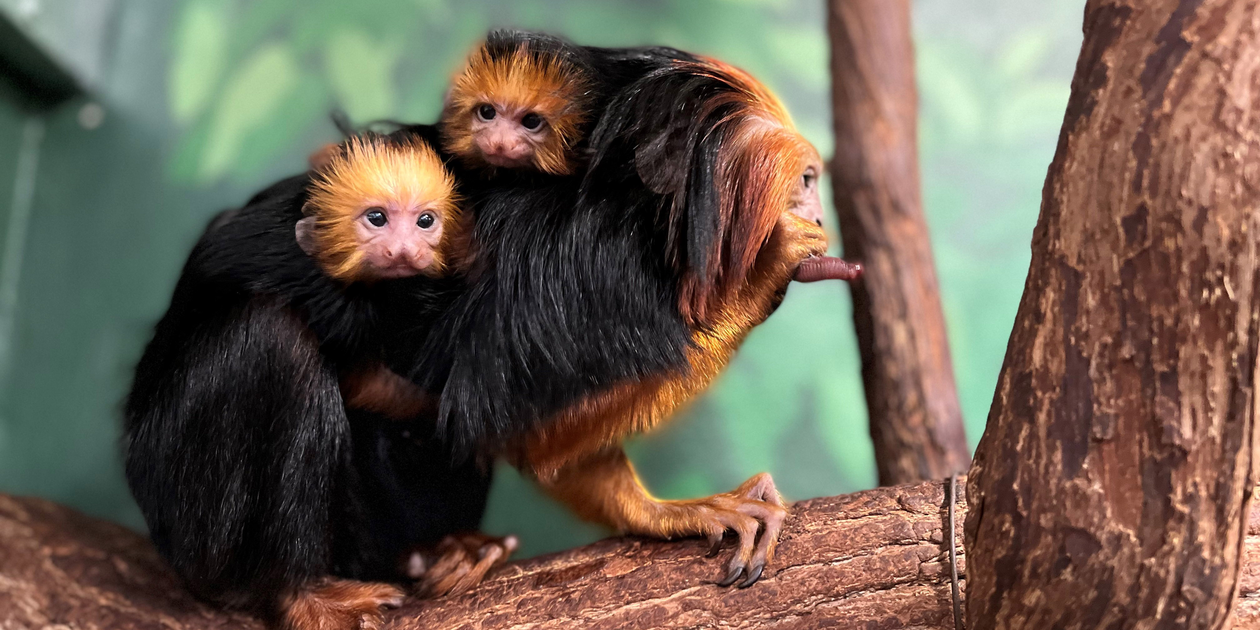 A pair of rare cotton-top tamarin monkeys were just born at Walt Disney  World : NPR