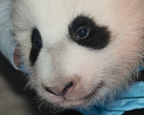 panda cub face