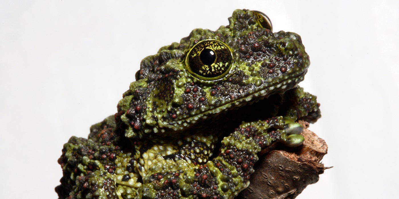 Vietnamese mossy frog sitting on a branch
