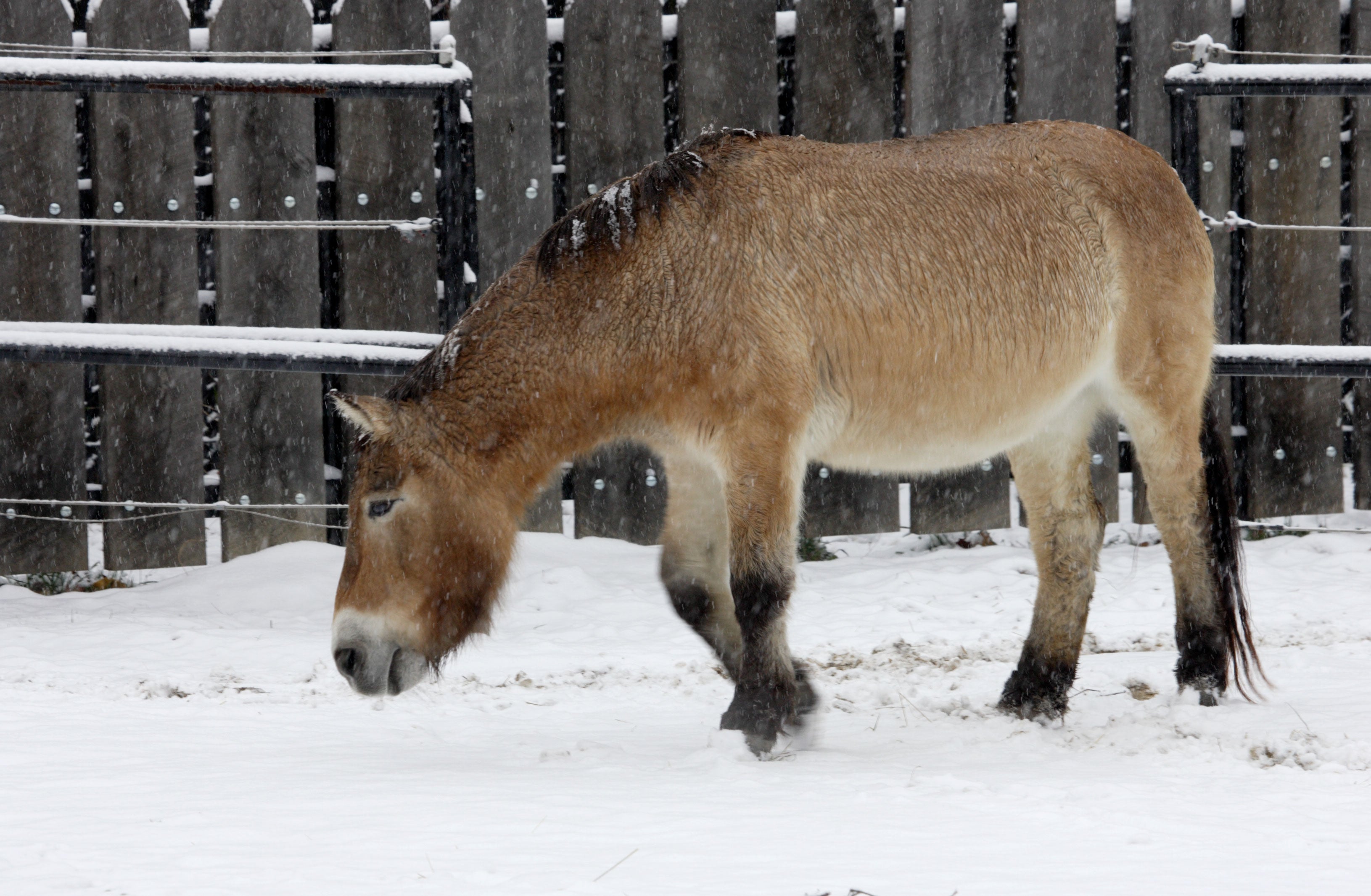 Rose Marie, a Przewalski's horse at the Smithsonian's National Zoo 