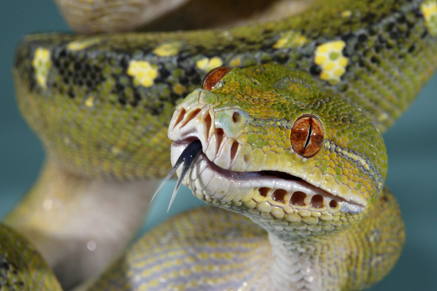 🐍 Snake Quiz: Can you identify all 20 snakes? - A-Z Animals