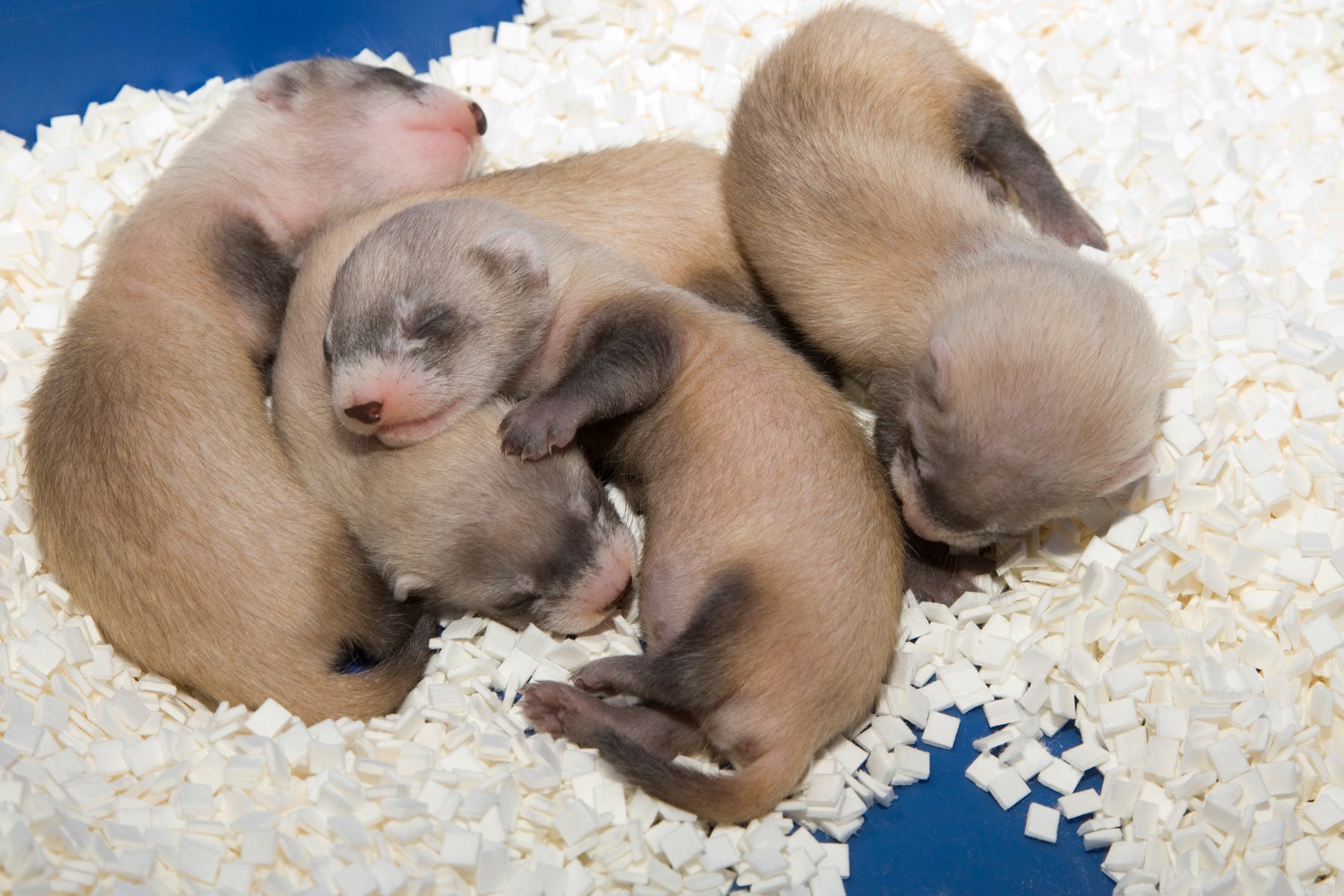 Black-footed ferret kits sleeping. 