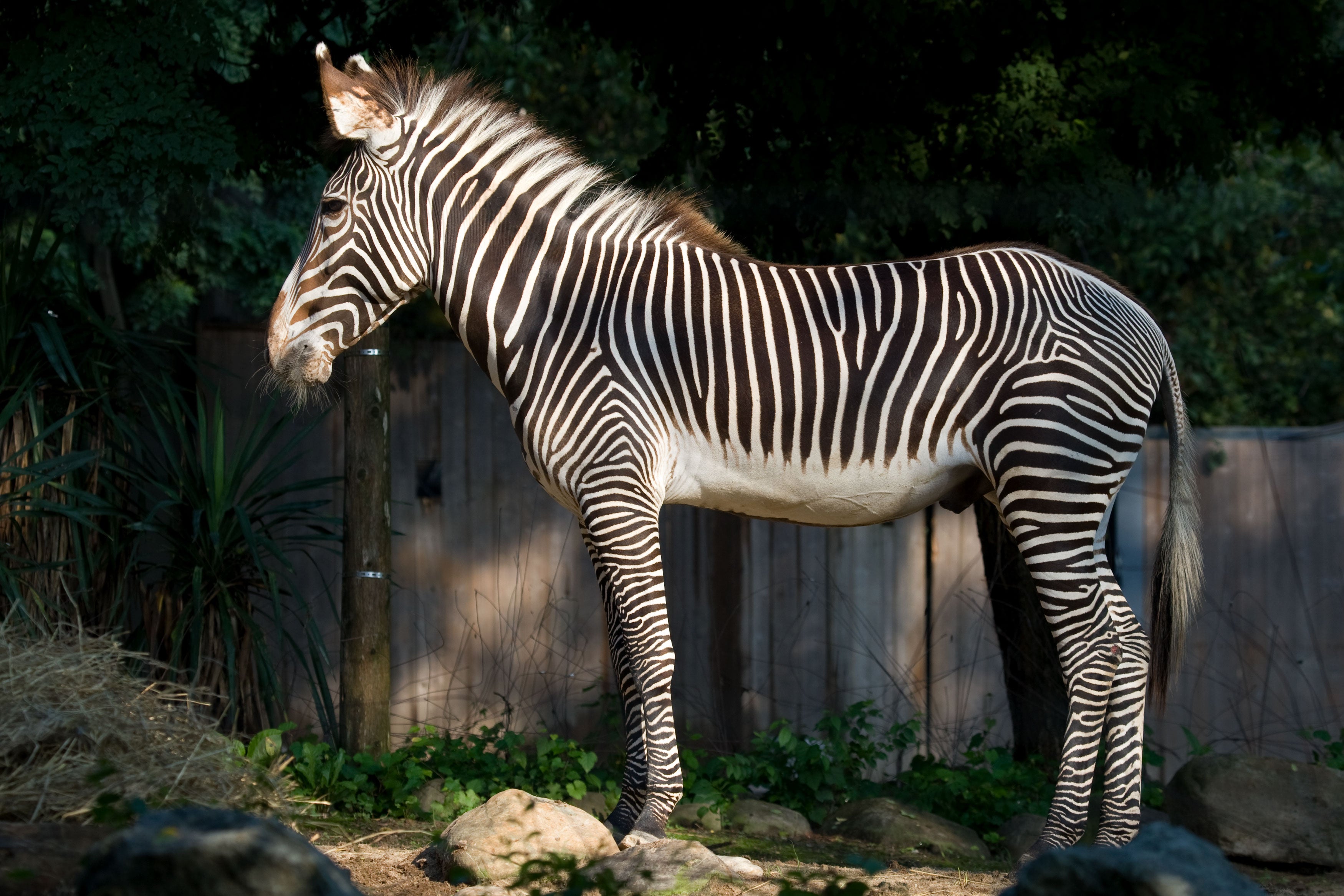 How Do You Train a Zebra? | Smithsonian's National Zoo