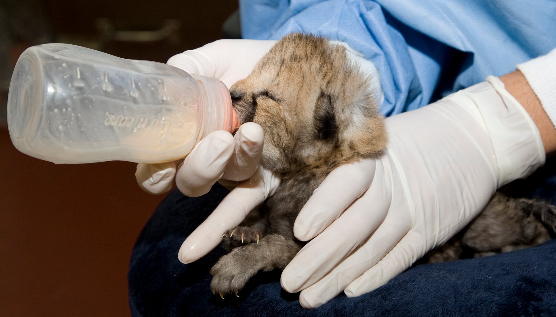 SCBI Keeper bottle feeds cheetah cub, Nick, as part of hand-rearing him for the first two weeks of life.