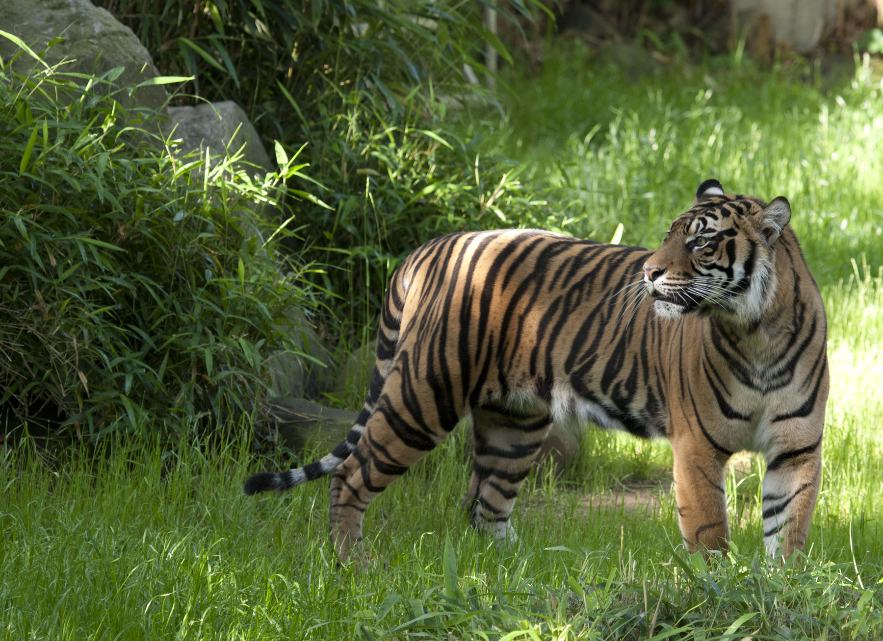 Sumatran Tiger Keeper Update | Smithsonian's National Zoo