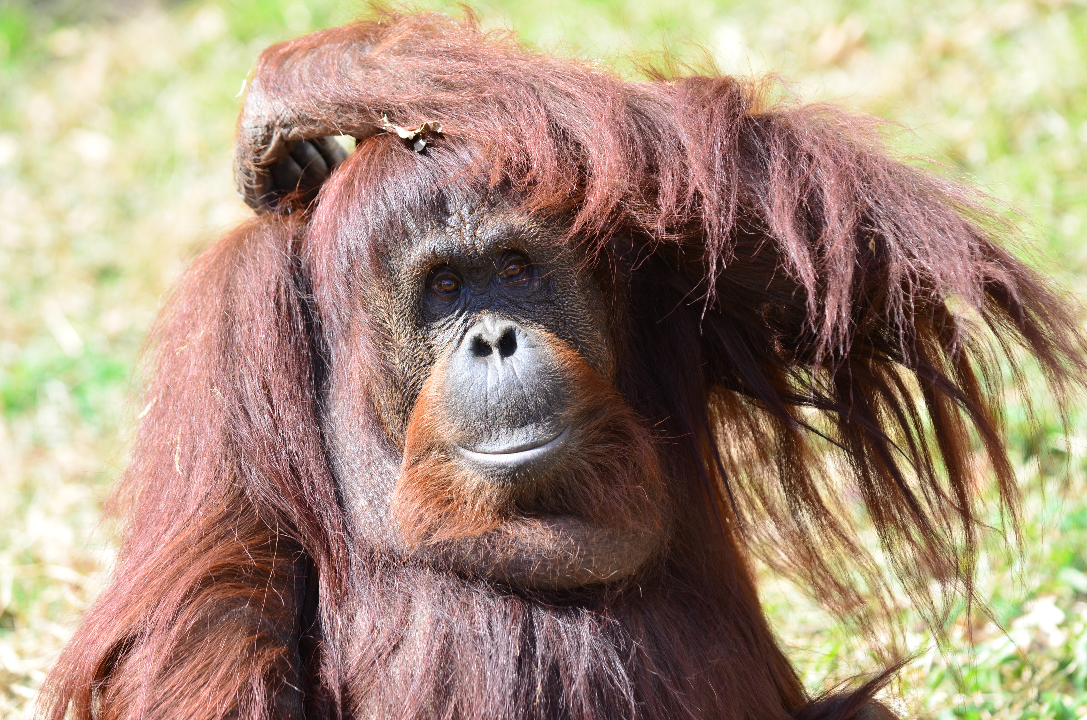 Advancing Orangutan  Care in Borneo Smithsonian s 