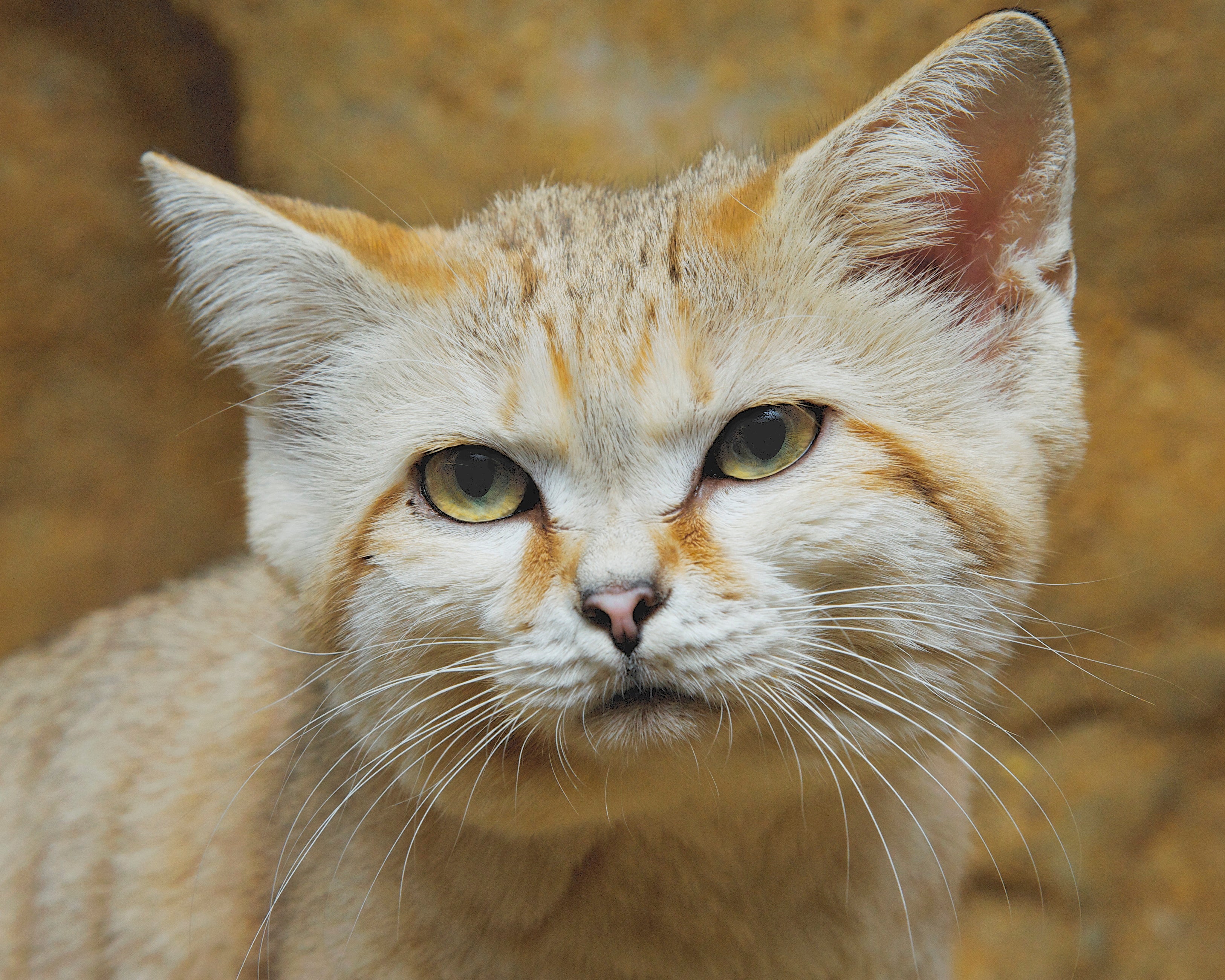 Elderly Sand Cat Dies At Smithsonian S National Zoo Smithsonian S National Zoo