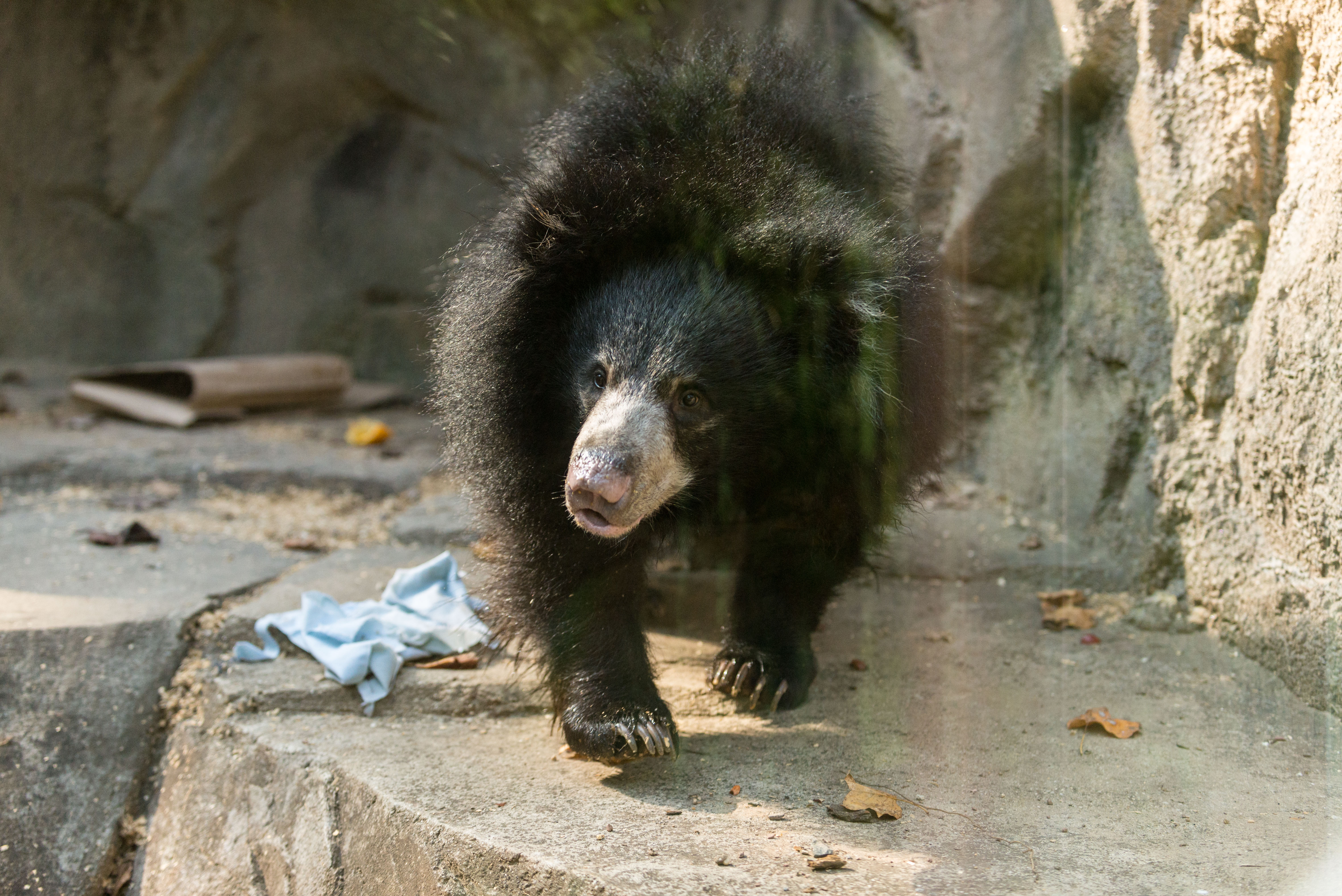 sloth bear