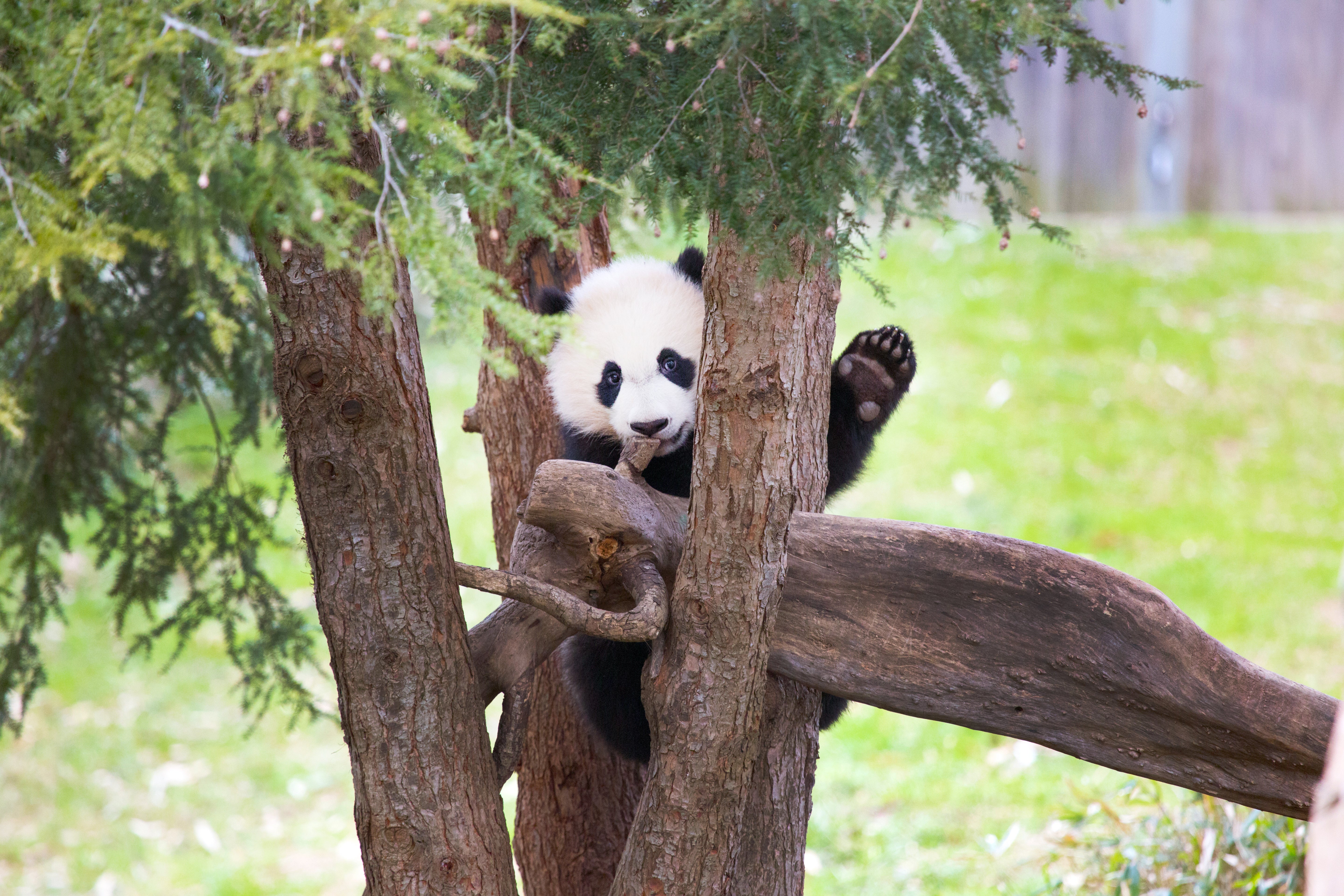 Giant panda Bei Bei sits in a tree appearing to wave