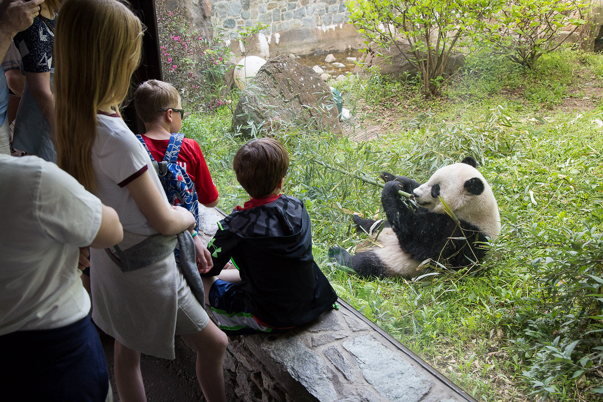 Giant Pandas Depart Smithsonian's National Zoo and Conservation