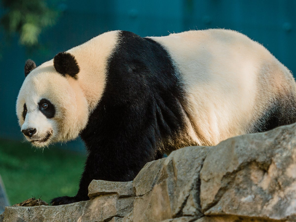 Giant panda Mei Xiang walking in the grass. There is a large rock to the right in the foreground.