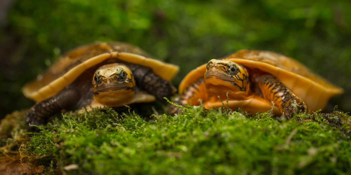 Bourret's Box Turtle Hatchlings