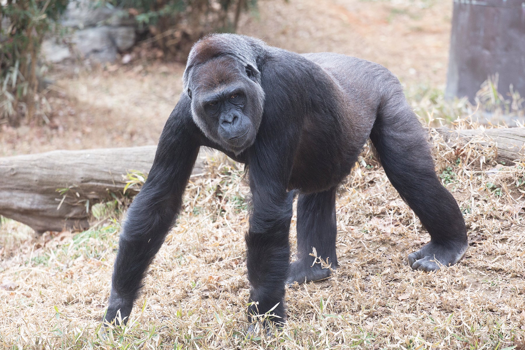 Western Lowland Gorilla Is Pregnant at Smithsonian's National Zoo