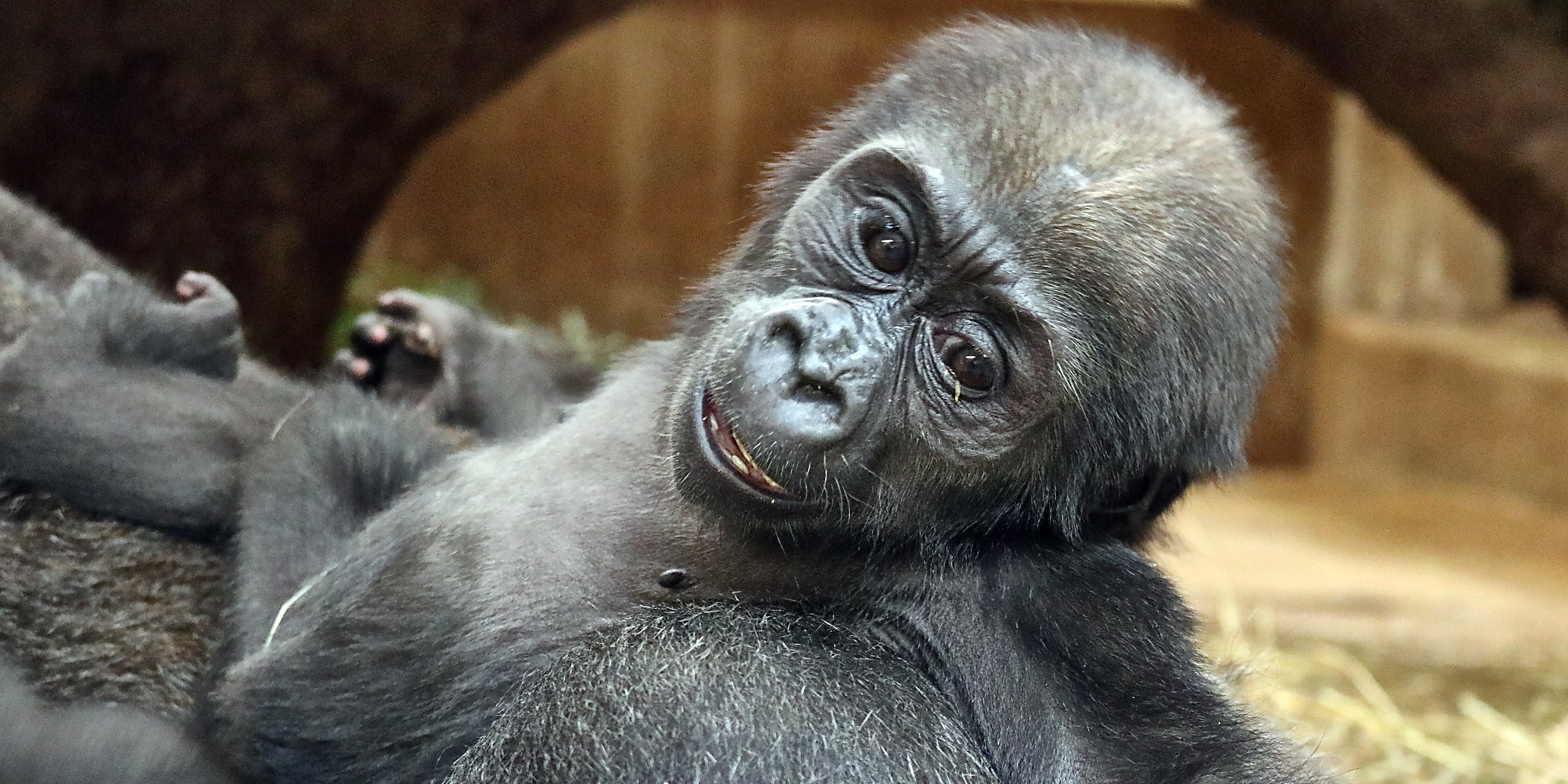 Western lowland gorilla infant Moke at 6 months. 