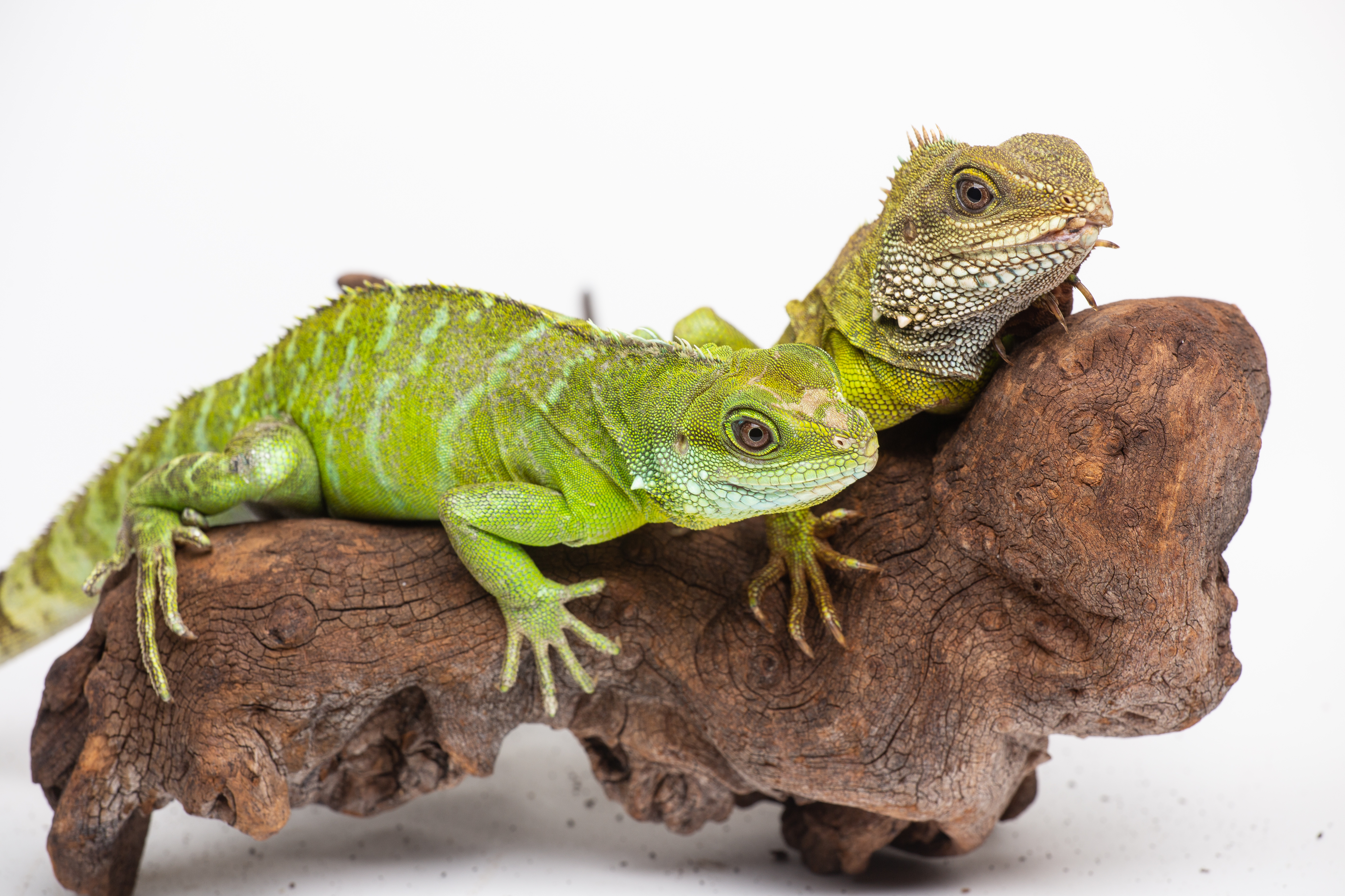 Scientists Confirm Facultative Parthenogenesis in Smithsonian's National  Zoo's Asian Water Dragon