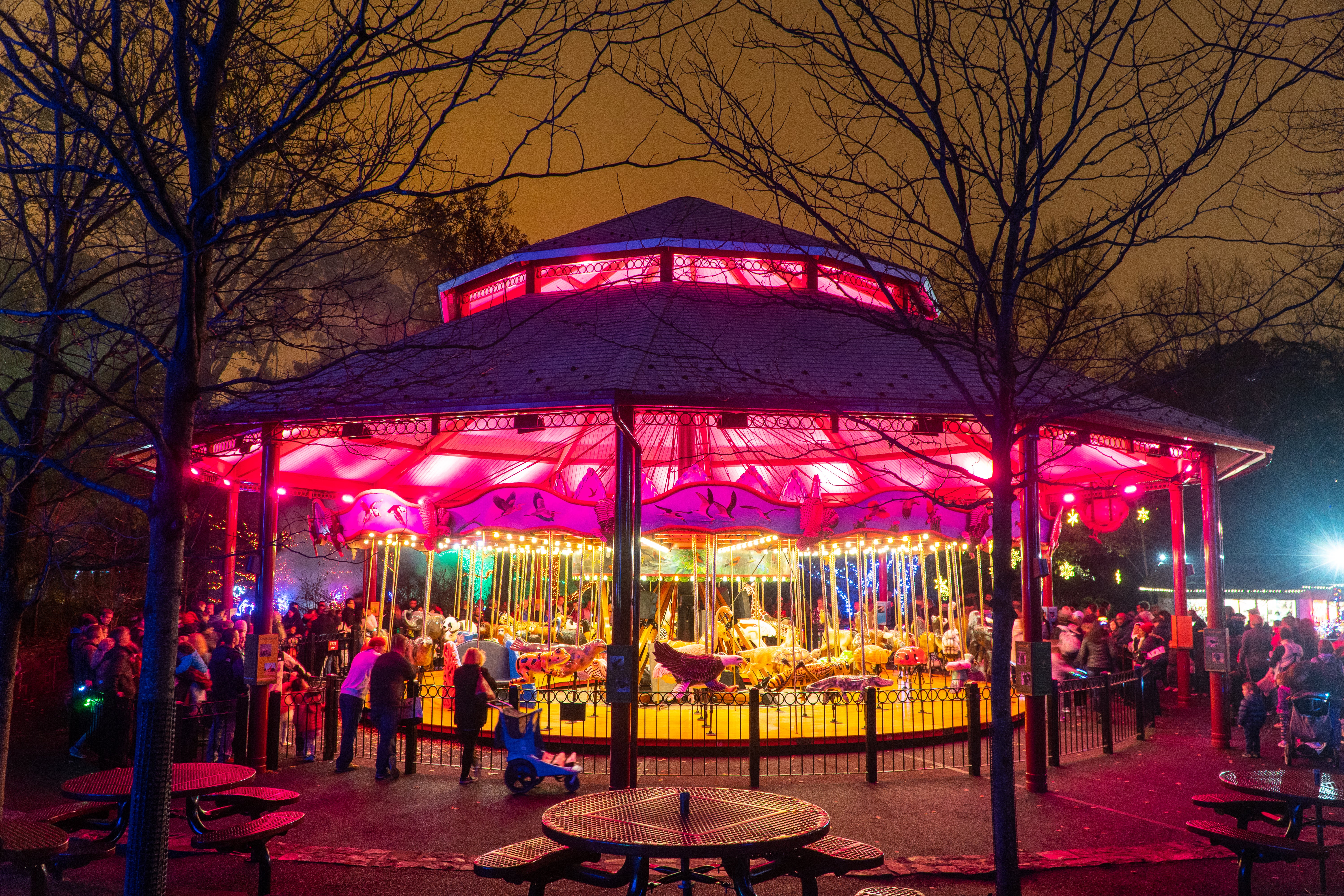 The Zoo's carousel is lit up pink and yellow.