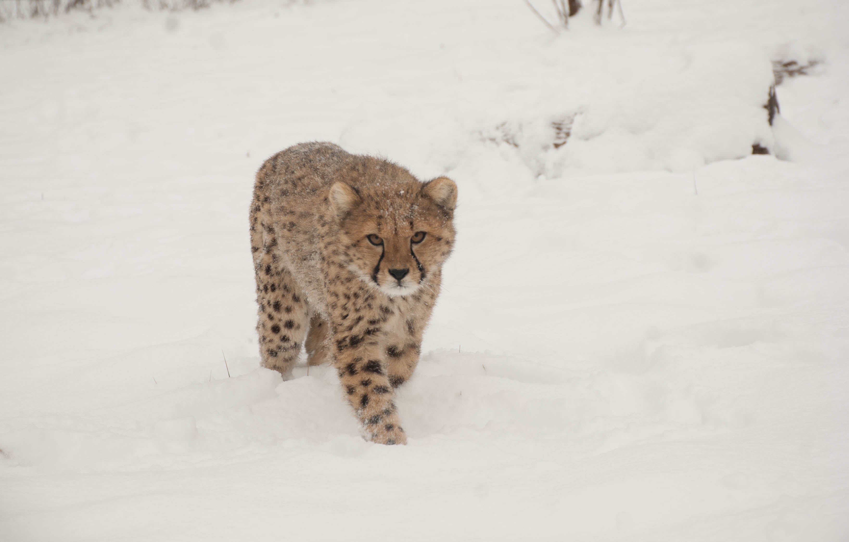 A cheetah walking through snow toward the camera