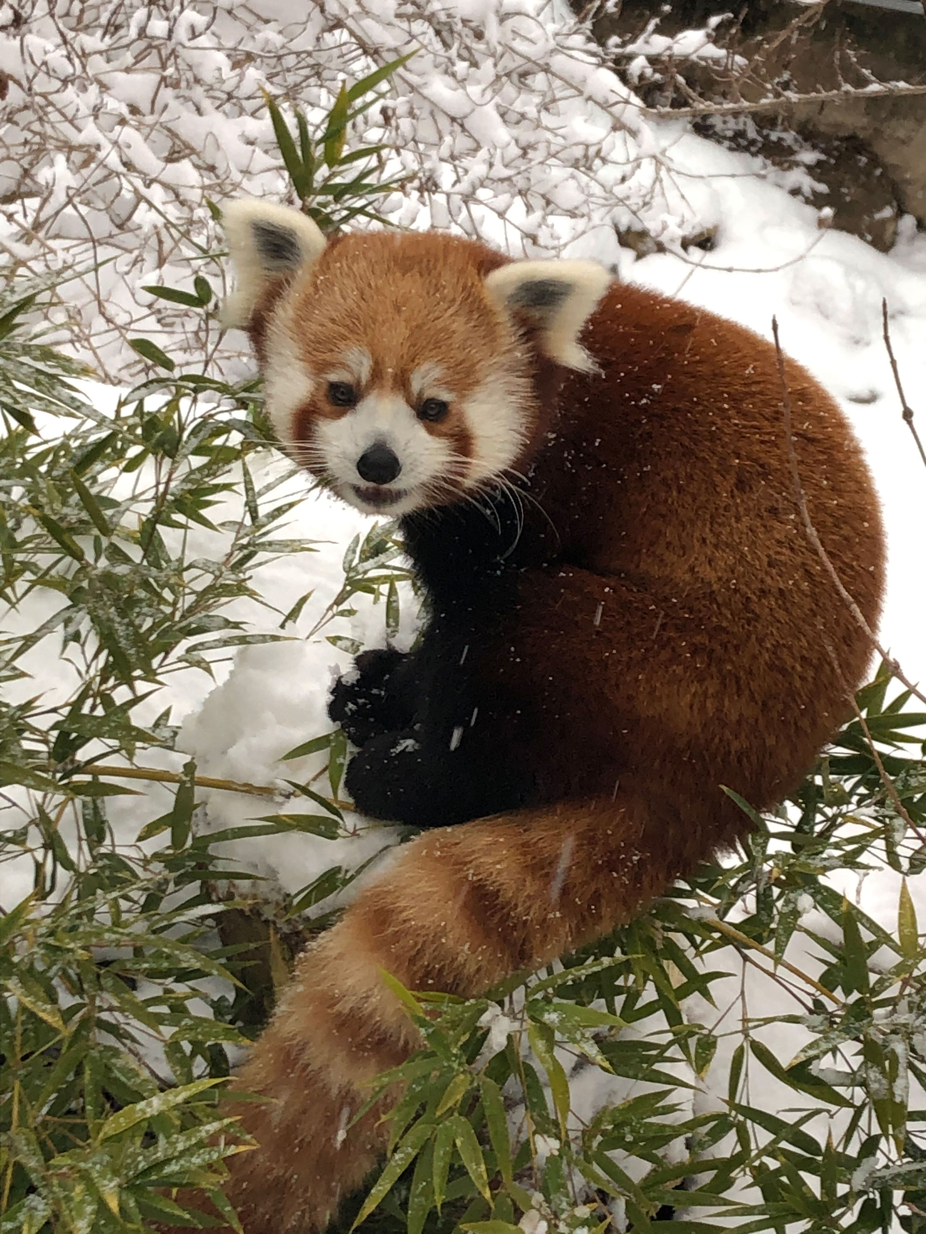 A red panda in the snow with bamboo