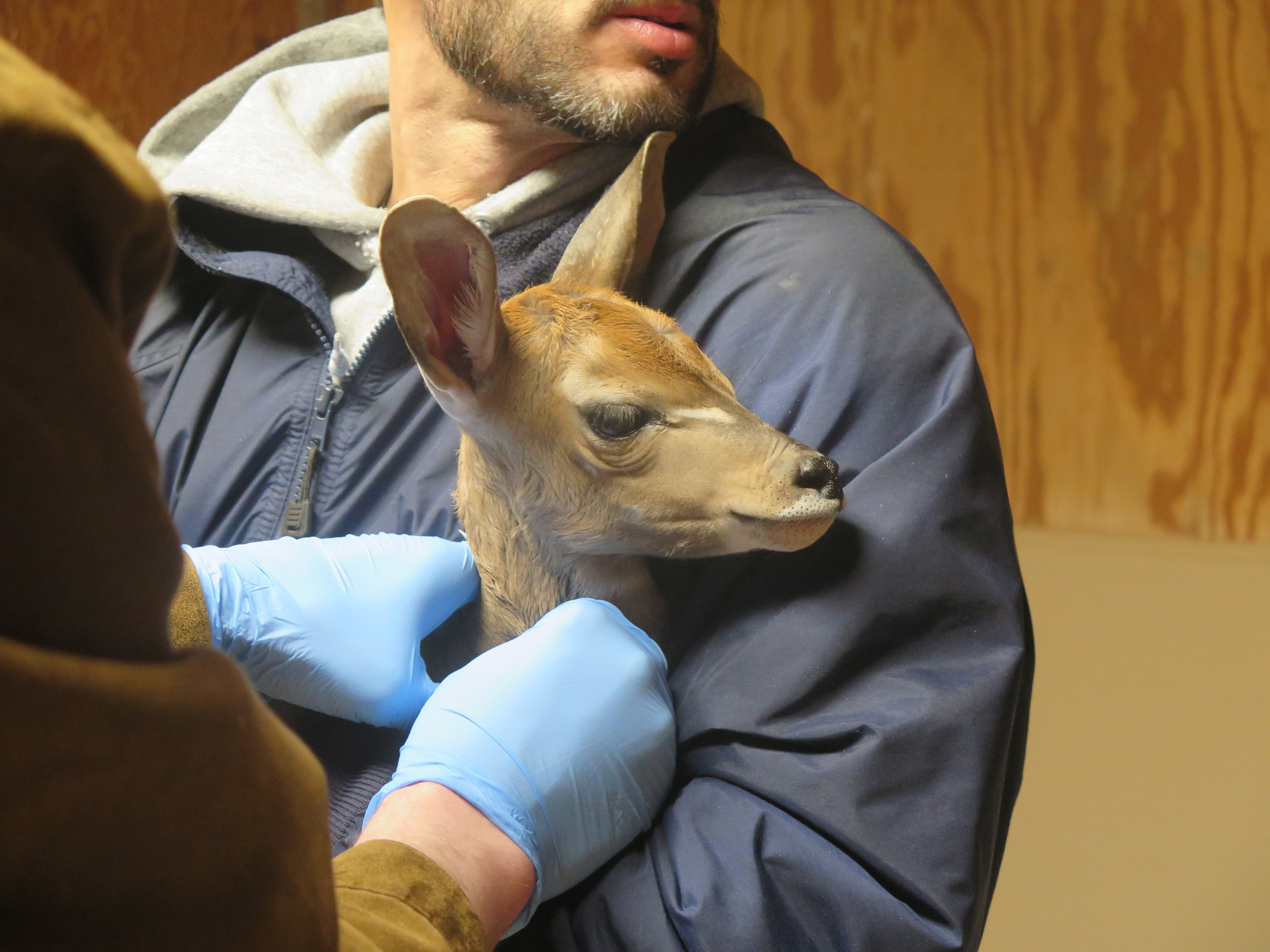 A kudu calf being held by a zookeeper while a veterinarian examines it