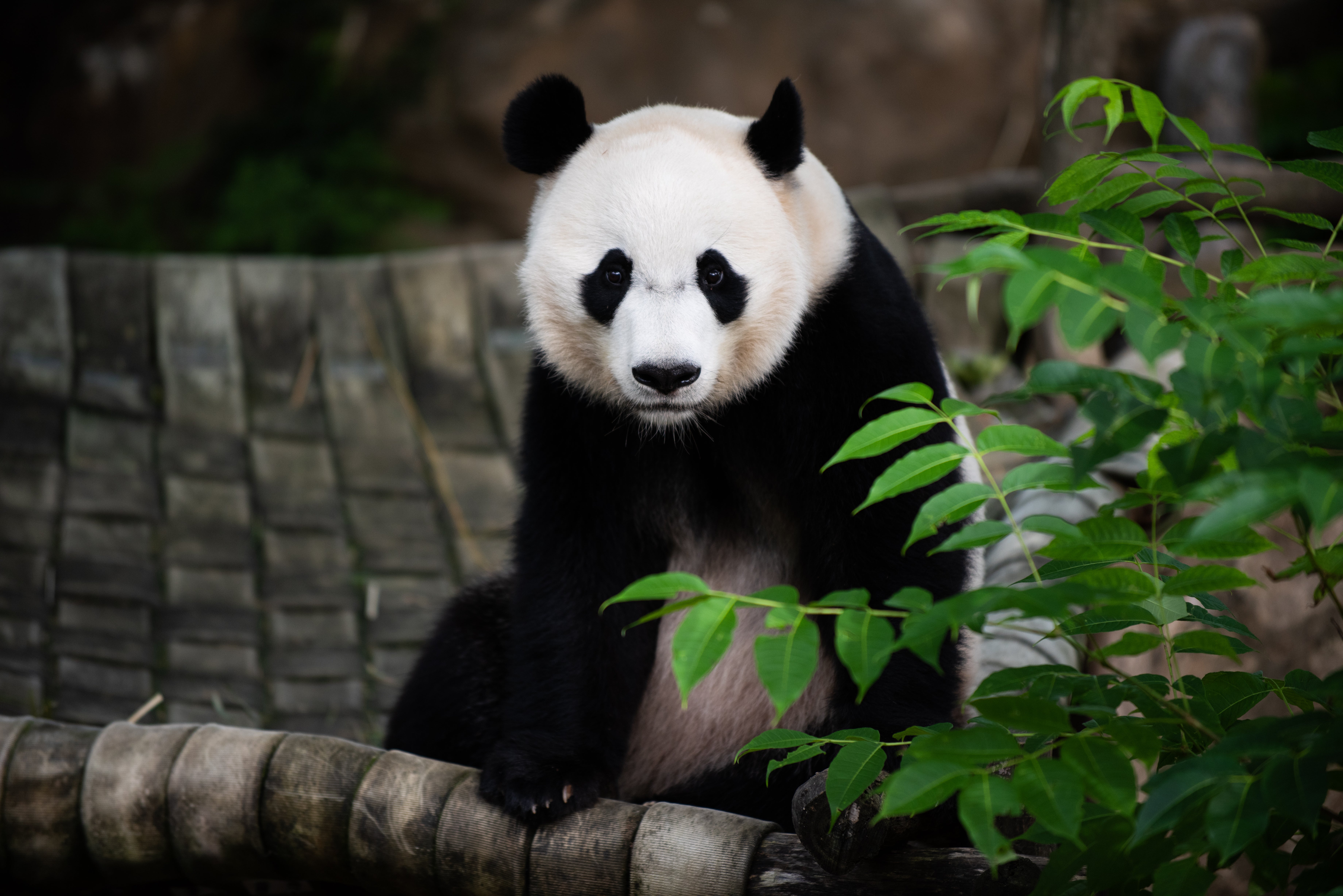 Giant panda Bei Bei sits on a hammock in his outdoor enclosure.