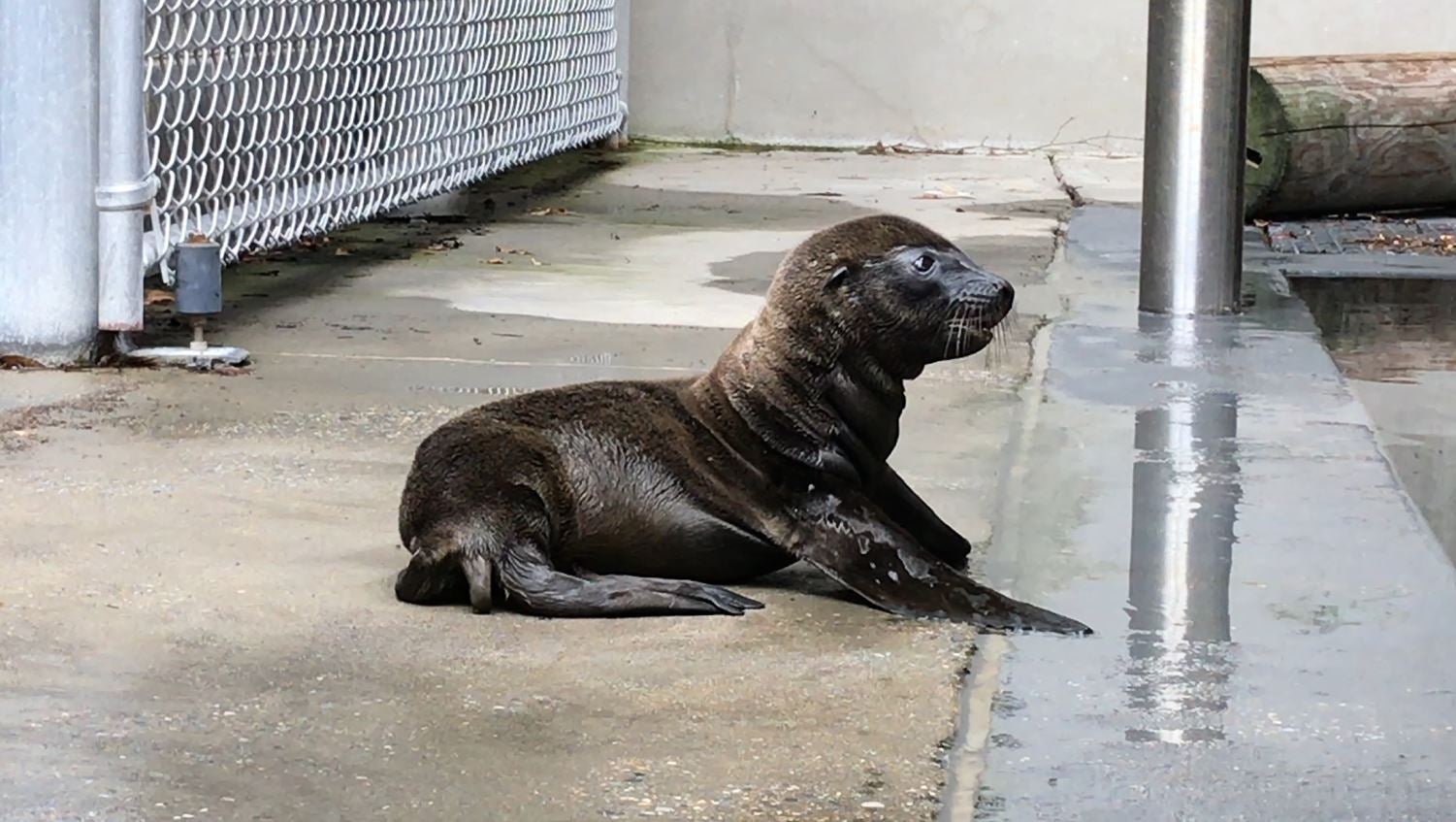 A sea lion pup born June 23, 2019, at the Smithsonian's National Zoo rests on its belly behind the scenes at American Trail. It has dark fur, short flippers and a floppy tail